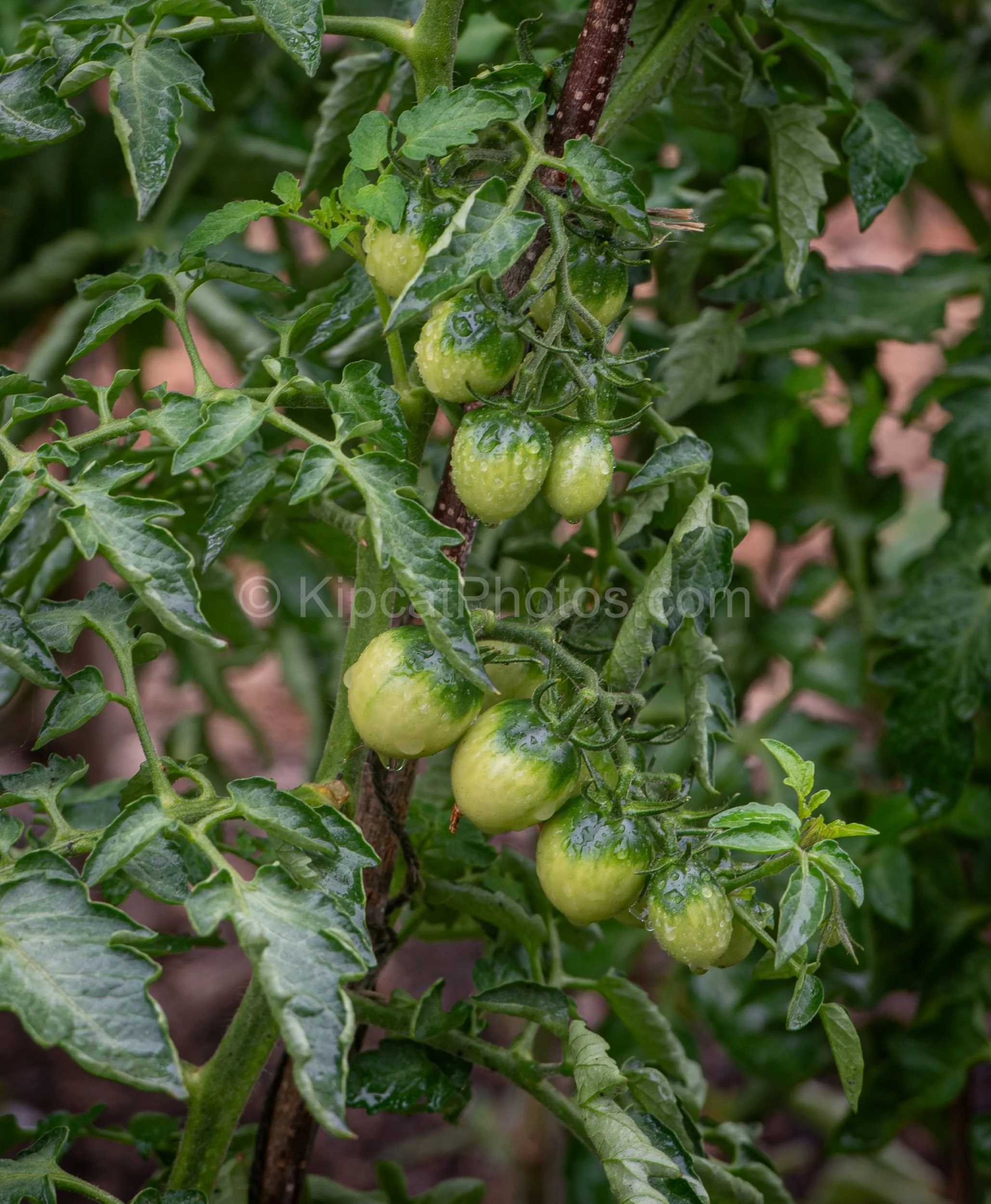 Close-up of clusters of small green cherry tomatoes on the vine, rain-speckled, growing on an allotment with lush foliage surrounding them. Kipcatphotos.com.

Beaded with summer rain, these clusters of green cherry tomatoes cling to their vine in a t