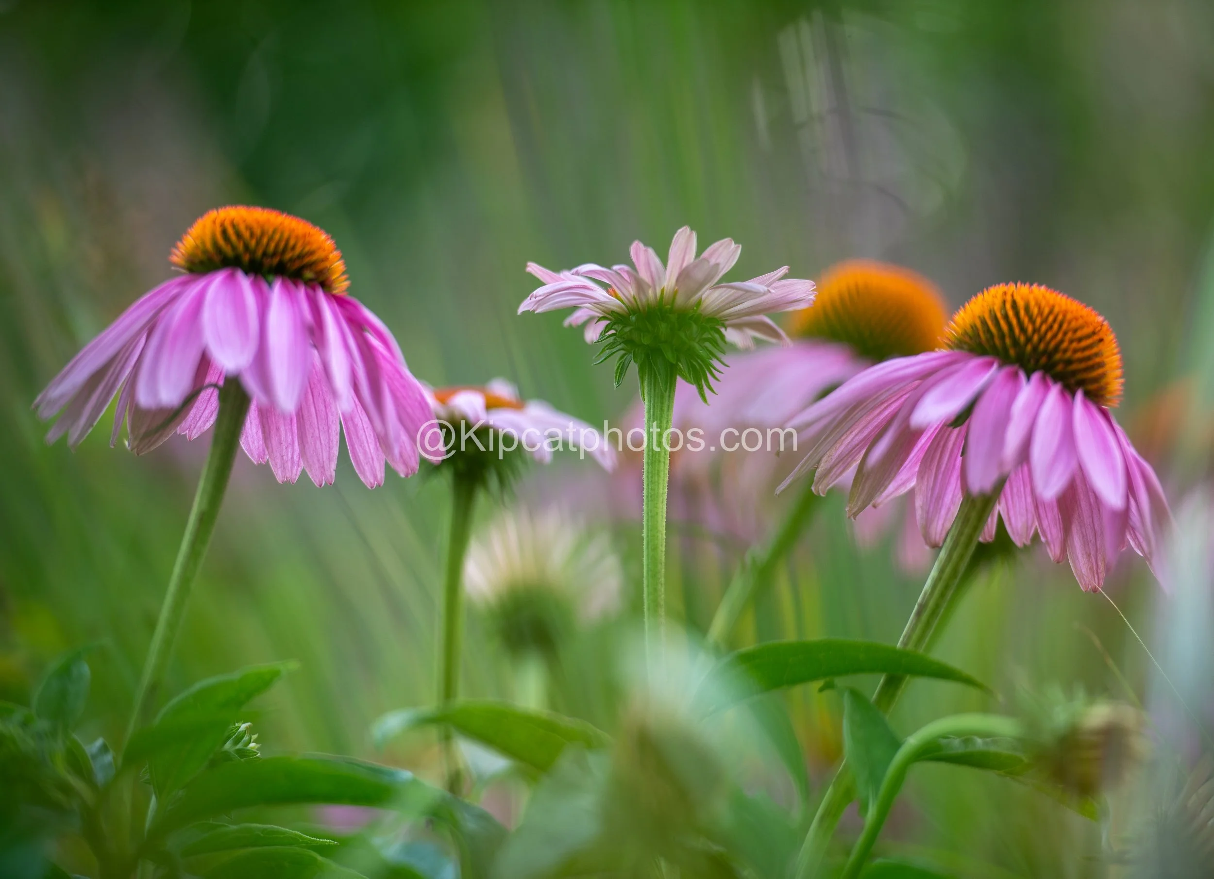 Echinacea-purpurea-Magnus-kipcatphotos.jpg.jpg
