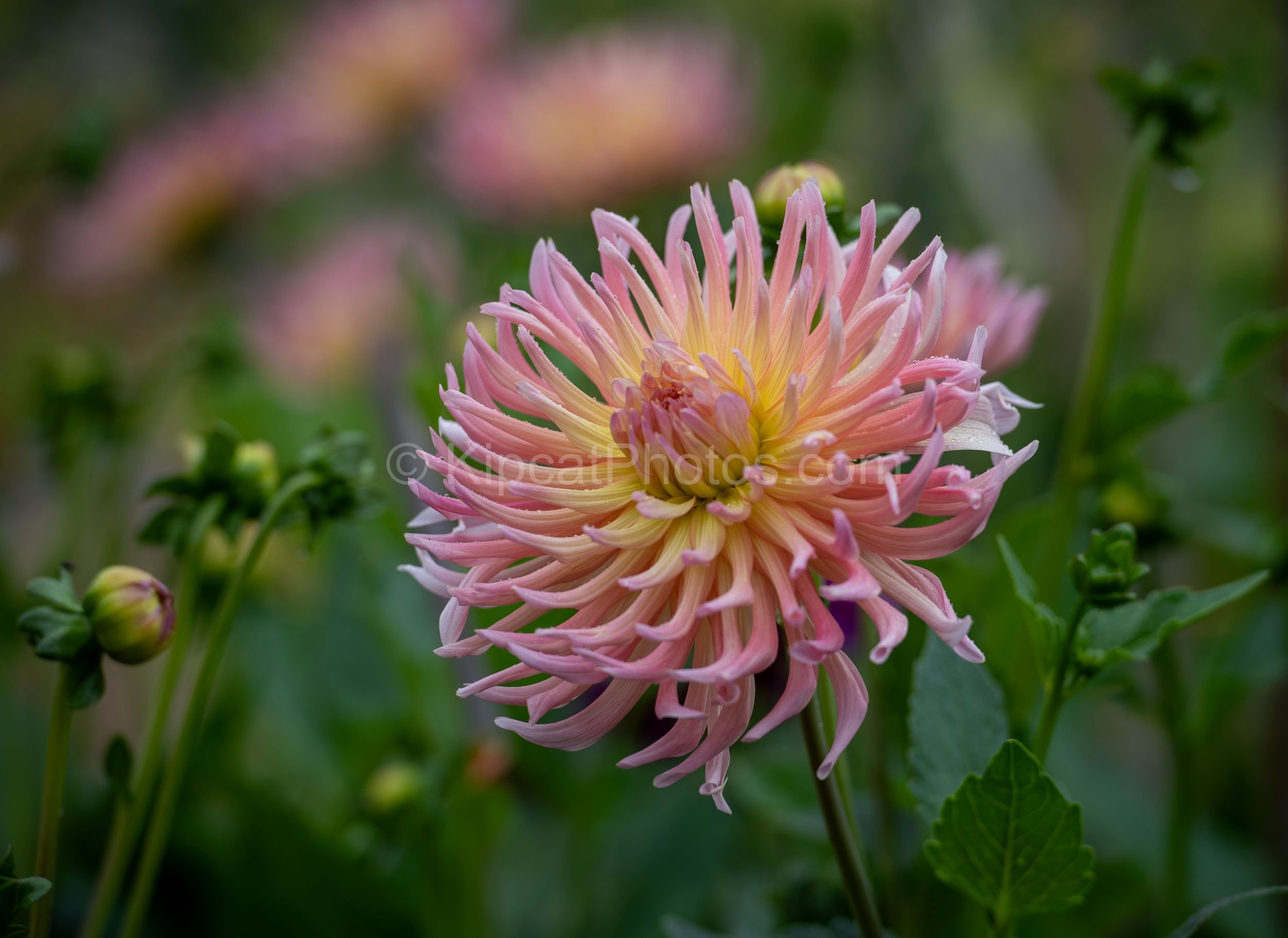 A close-up of a large cactus dahlia with spiky pink petals graduating to a warm yellow centre, set against a soft green bokeh background. Kipcatphotos.com.

This magnificent cactus dahlia unfurls its spiky, blush-pink petals around a glowing lemon-ye