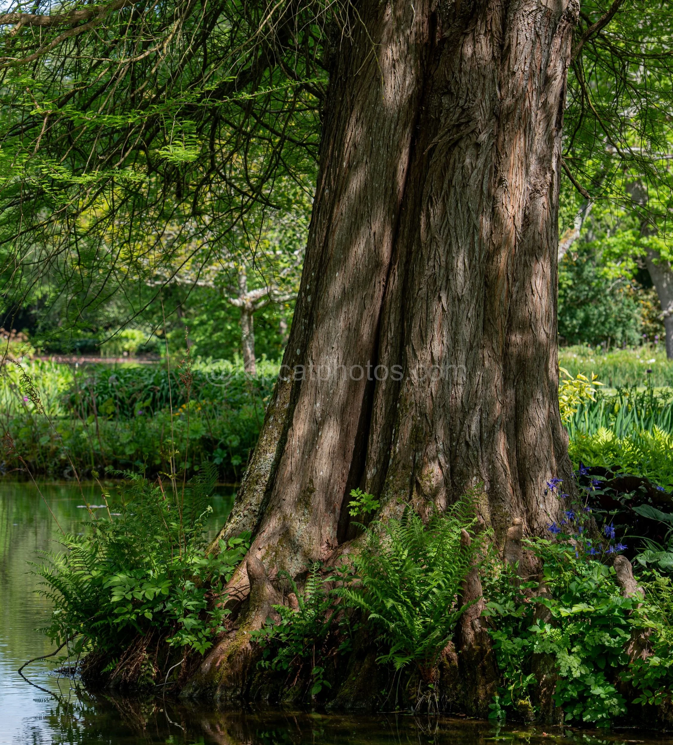 Longstock Water Garden 10 Kipcatphotos.jpg