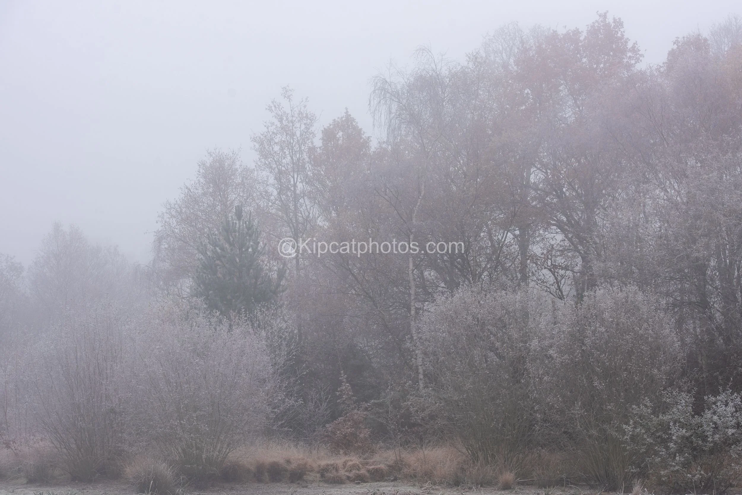 Winter 1 Kipcatphotos.com.jpg