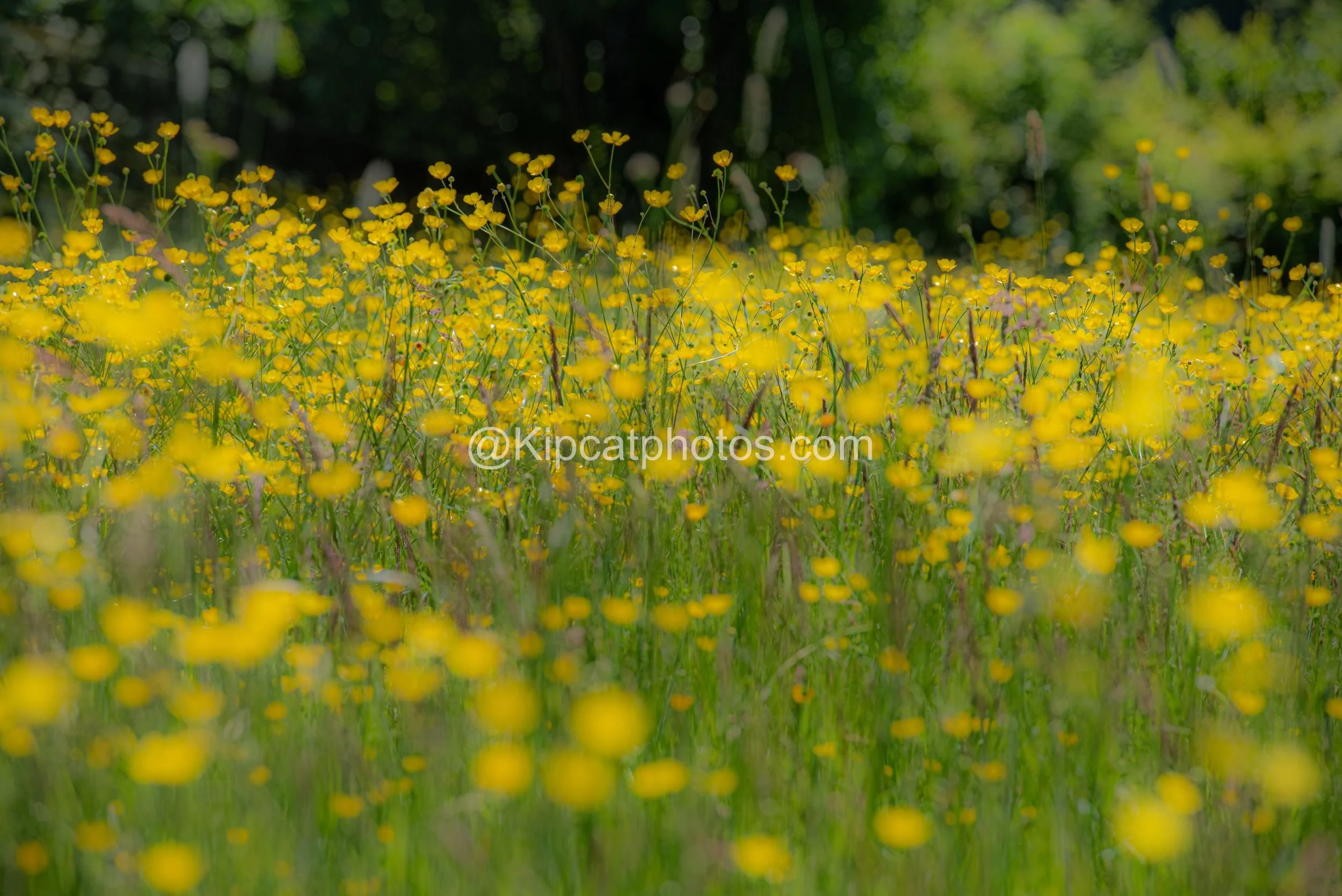 A soft-focus view of a golden buttercup meadow at Great Dixter. Kipcatphotos.com

A dreamy, shallow-depth view across a meadow thick with buttercups, with dappled shade from surrounding trees creating a soft, painterly effect. Kipcatphotos.com