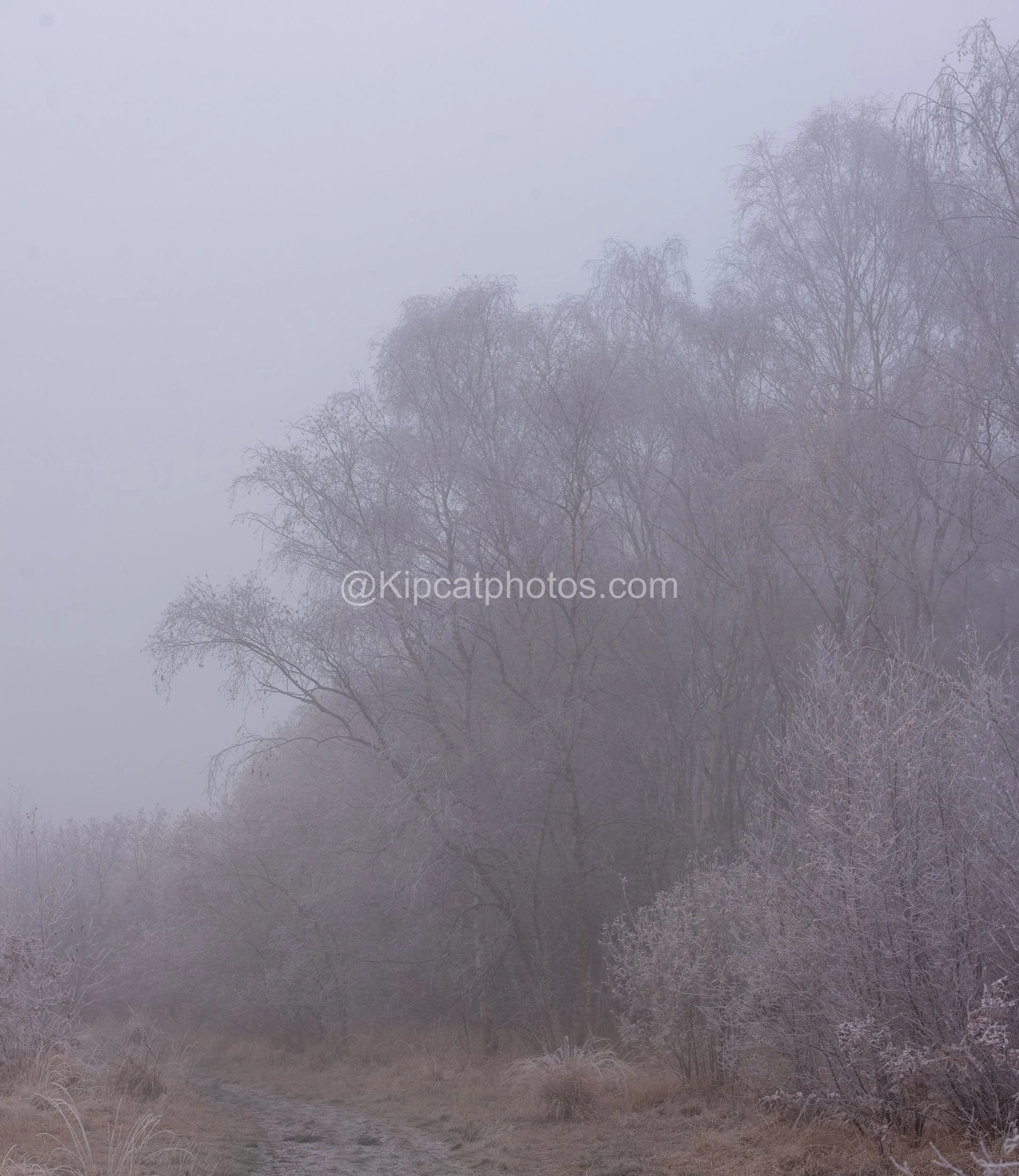 Winter 5 Kipcatphotos.com.jpg