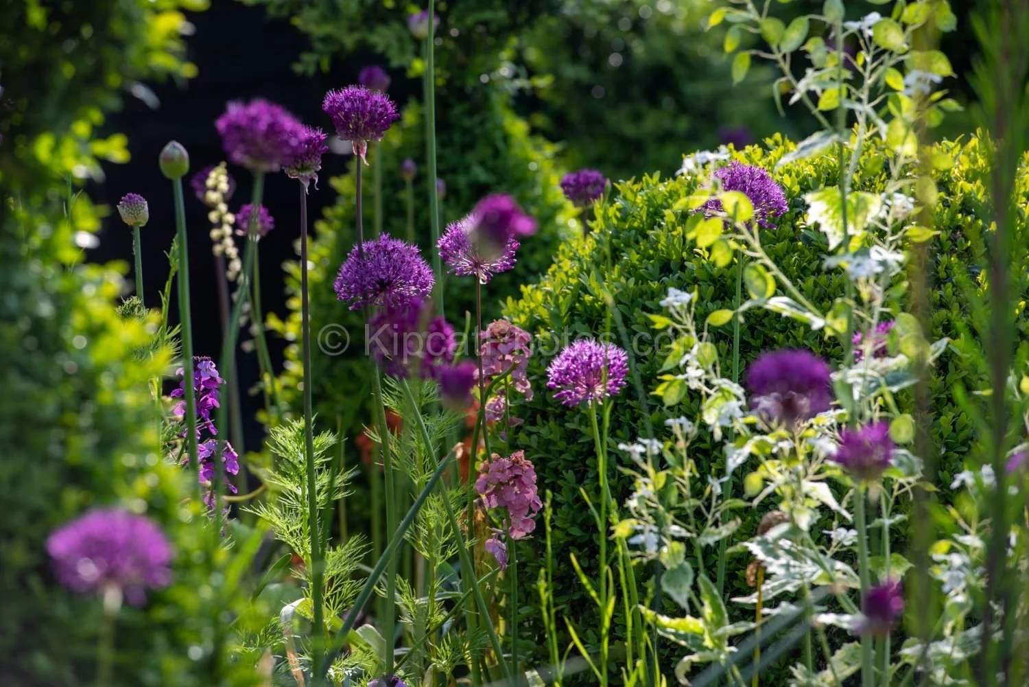 A close-up view of purple allium flower globes rising above a clipped box ball in a Berkshire garden, with aquilegia, fennel and variegated foliage in the dappled sunlit background. Kipcatphotos.com.

This intimate view into the border reveals the Be