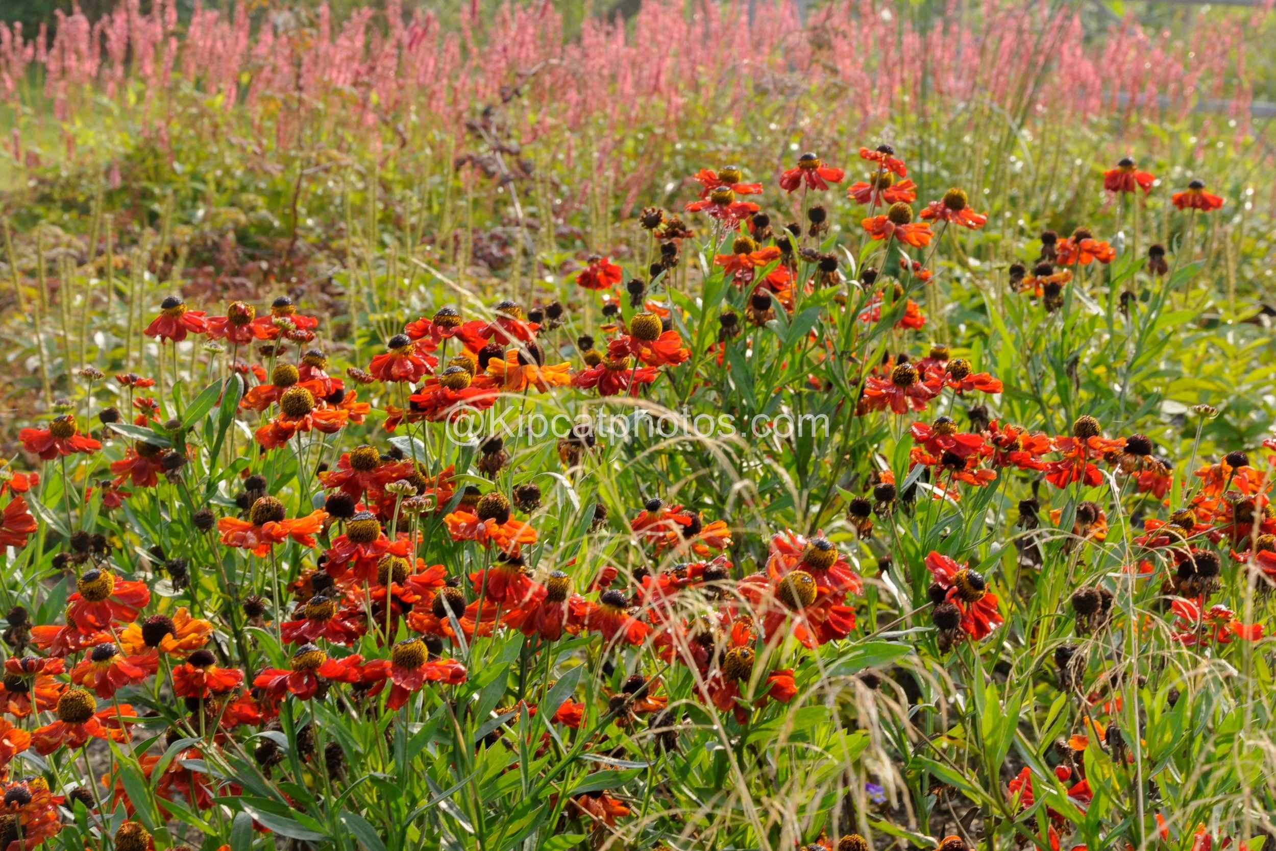 Orange helenium flowers in the sunshine with a haze of pink persicaria spikes in the background.