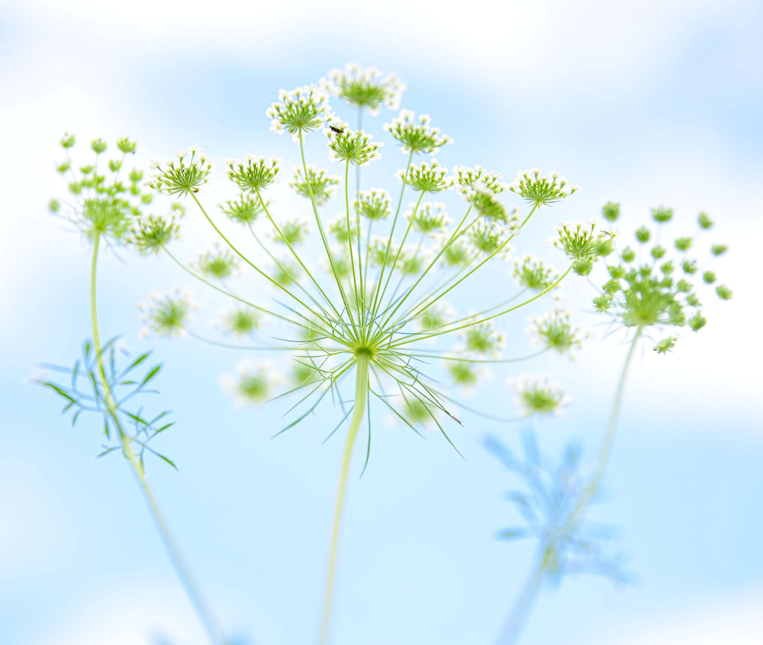 Ammi majus Kipcatphotos.jpg