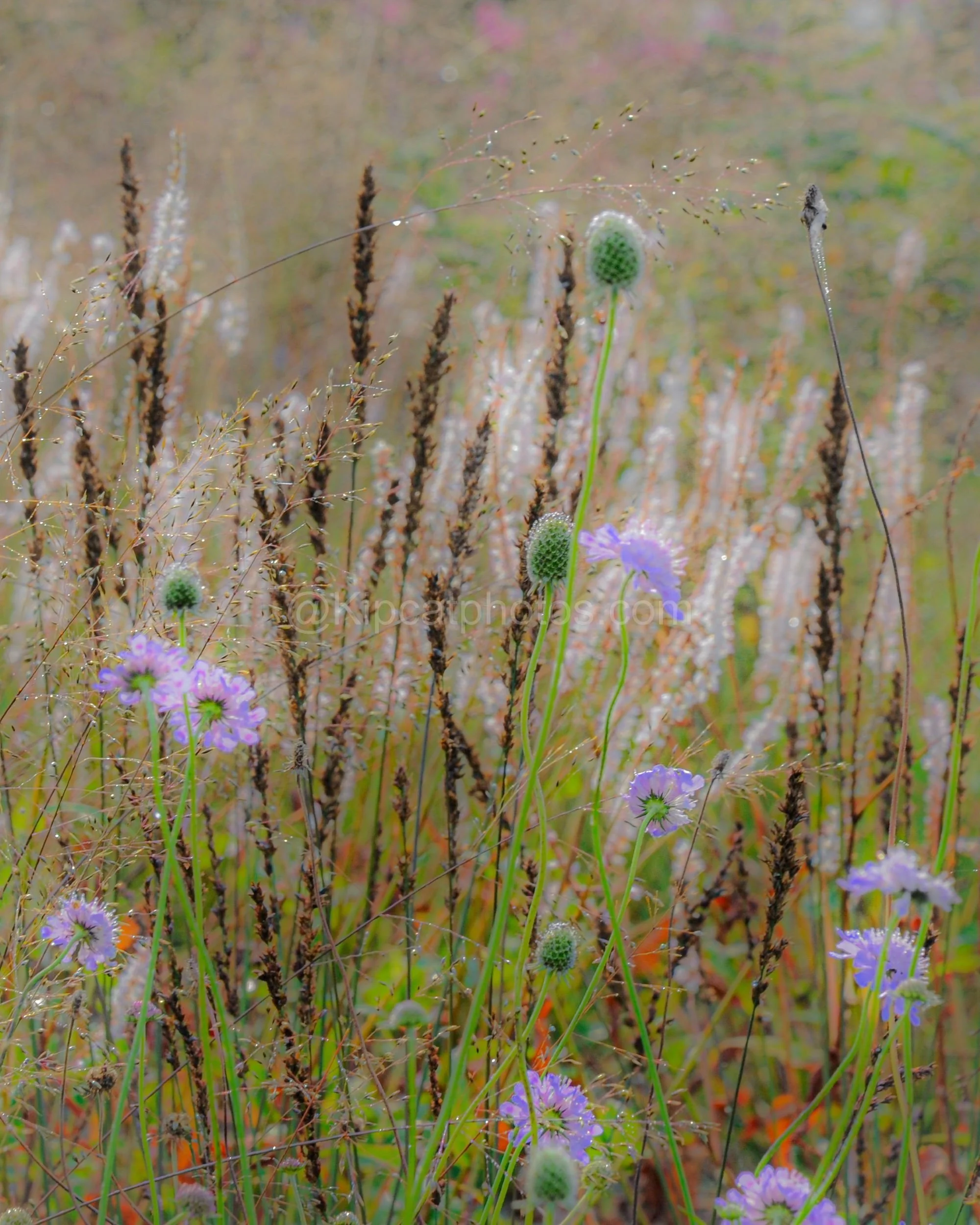 Lilac scabious flowers and green buds on slender stems among dark brown seed spikes and dewy grasses, in soft morning light.