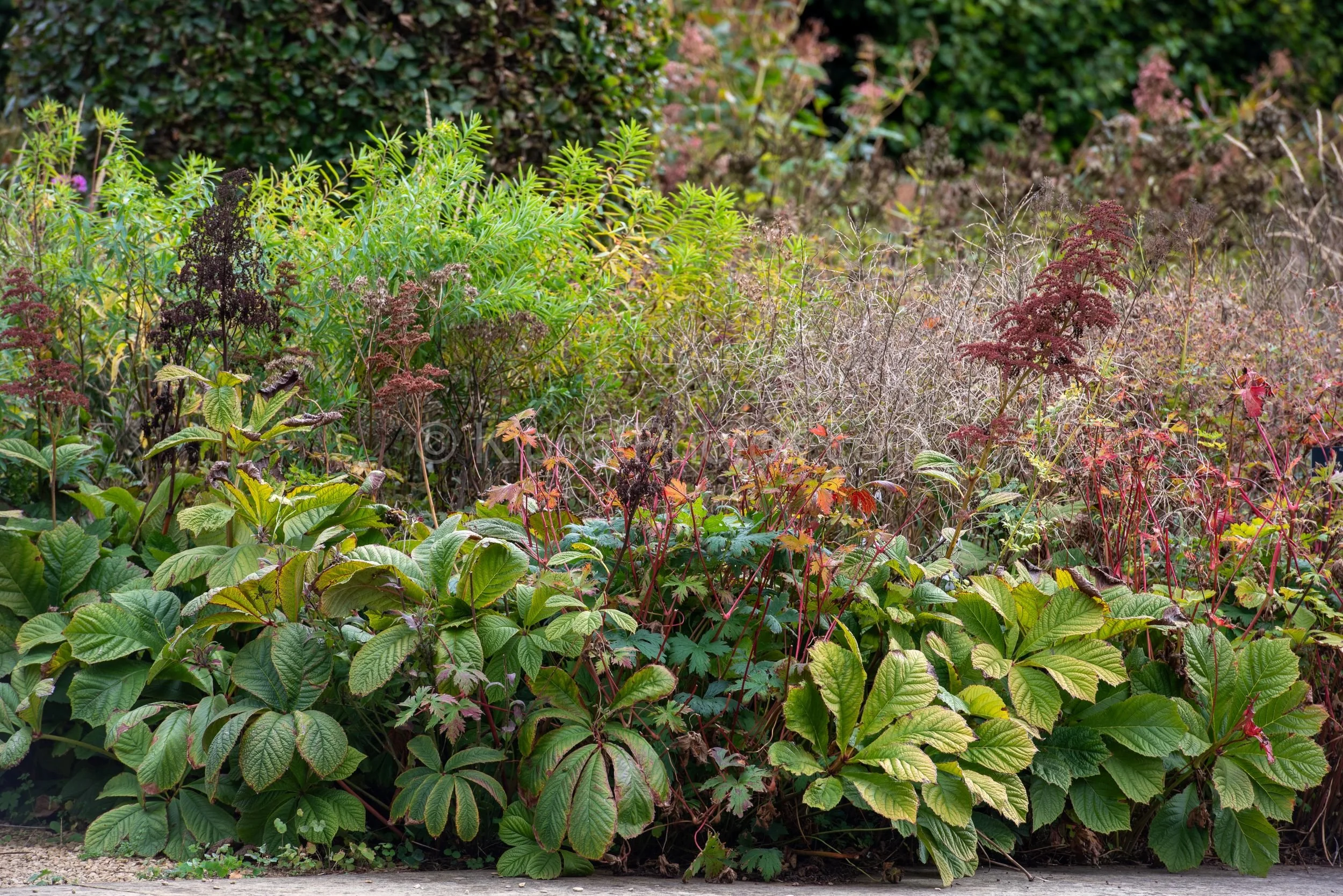 A richly textured autumn border at Broughton Grange, Oxfordshire, with large rodgersia leaves turning amber and red in the foreground, euphorbia foliage, fading sedum heads and dried stems above, beside a gravel path. KipcatPhotos.com.

This close vi
