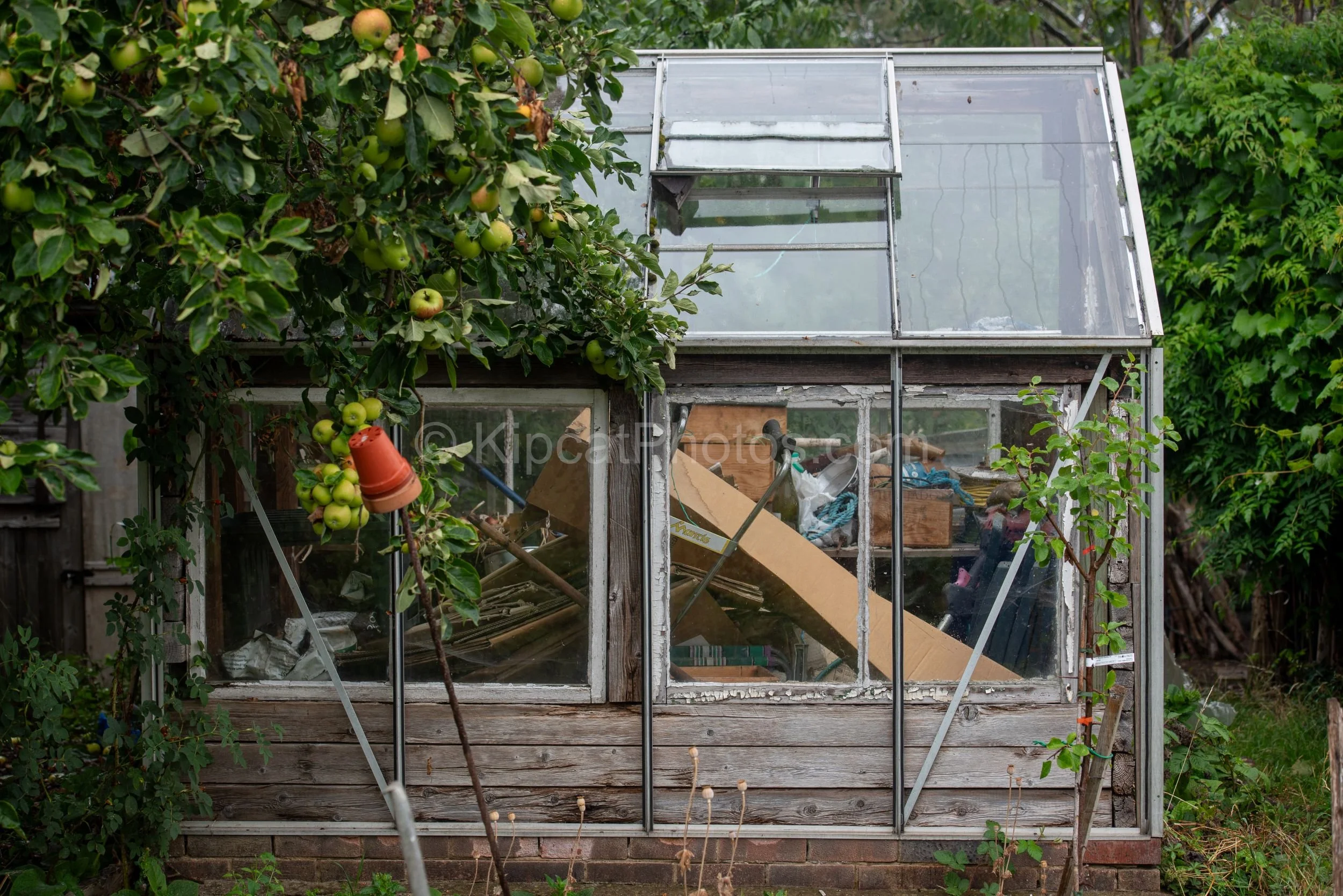 A weathered allotment greenhouse packed with cardboard, timber and tools, framed by an apple tree heavy with green fruit and a terracotta pot balanced on a cane in the foreground. Kipcatphotos.com.

There is an irresistible, ramshackle charm to this 