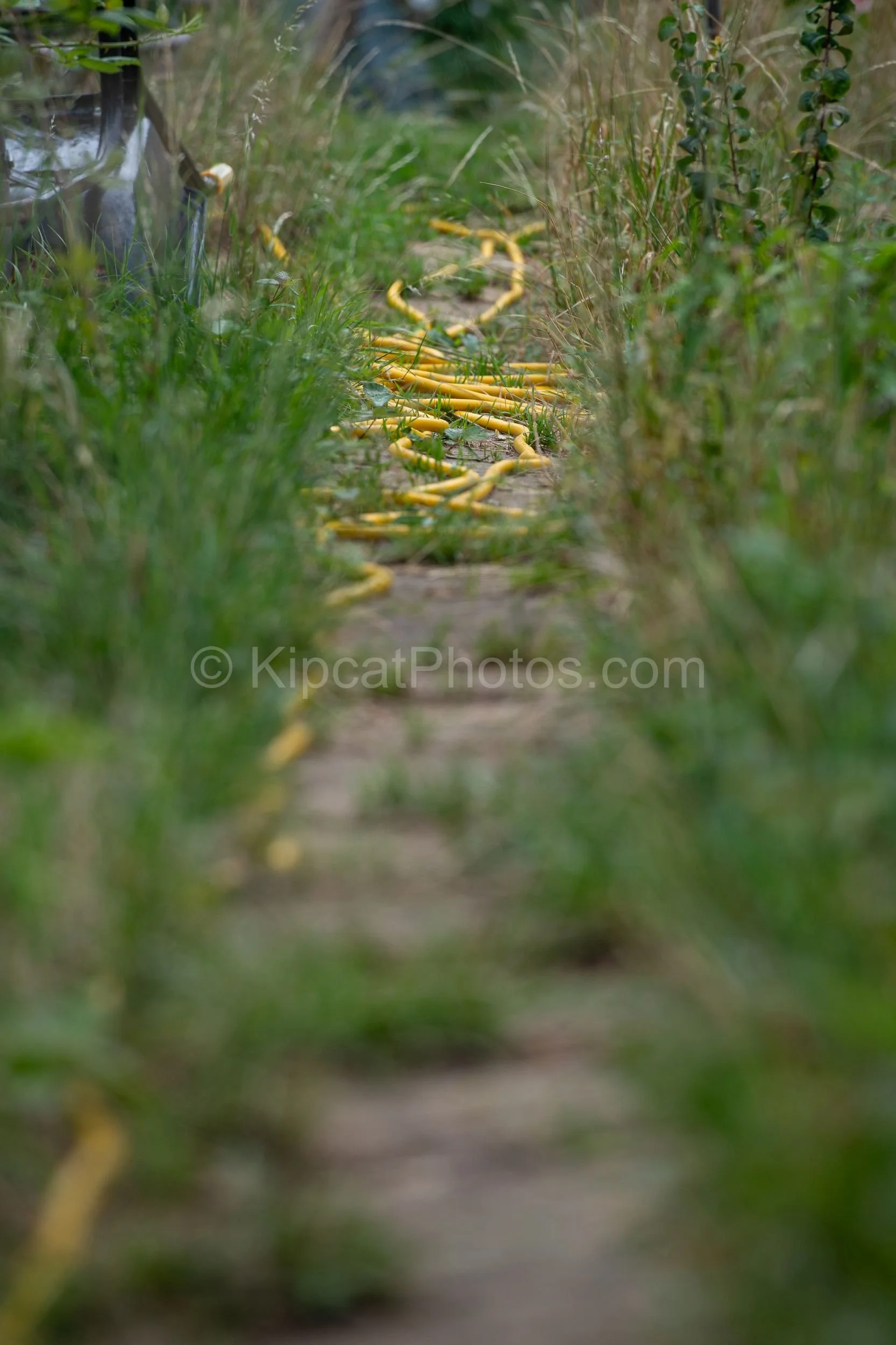 A yellow hosepipe snakes along a narrow earth path between tall grasses on an allotment, viewed from ground level with a shallow depth of field. Kipcatphotos.com.

A playful graphic of vivid yellow against earthy greens, this low-angle shot transform
