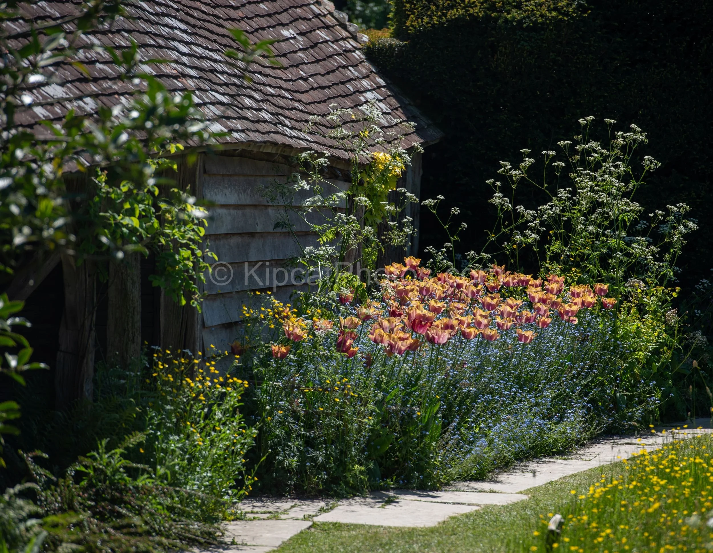 Peach and red tulips rise above a carpet of blue forget-me-nots beside a weathered timber barn at Great Dixter. Kipcatphotos.com

A vivid row of parrot-edged tulips glows against a soft blue haze of forget-me-nots, set beside the dark timber boarding
