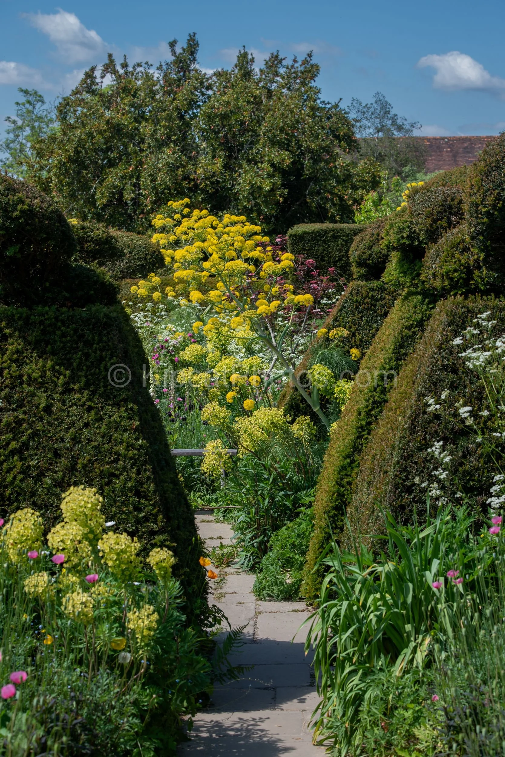 A stone path runs between tall clipped yew hedges toward a burst of yellow giant fennel flowers at Great Dixter. Kipcatphotos.com

Dense yew hedges frame a narrow stone path leading the eye toward a striking clump of yellow giant fennel, with pink po