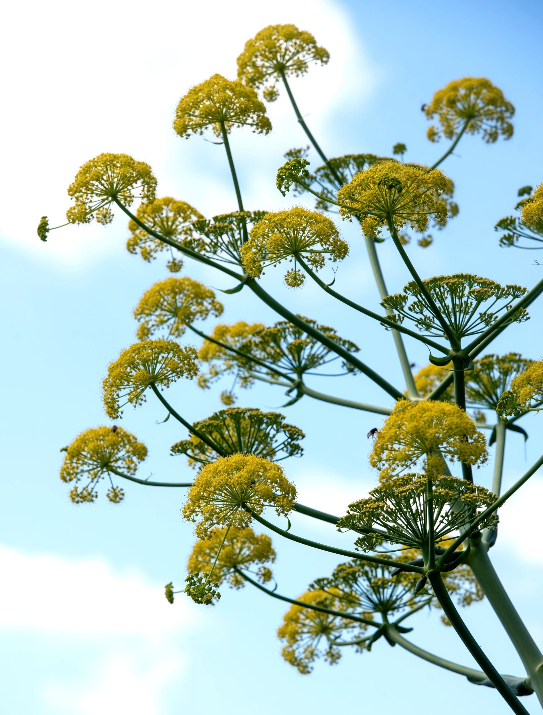 Close-up of giant fennel (Ferula) flowerheads reaching into a blue sky at Great Dixter. Kipcatphotos.com

The dramatic architectural flowerheads of giant fennel (Ferula communis) open against a clear blue sky, showing the sculptural quality this stat