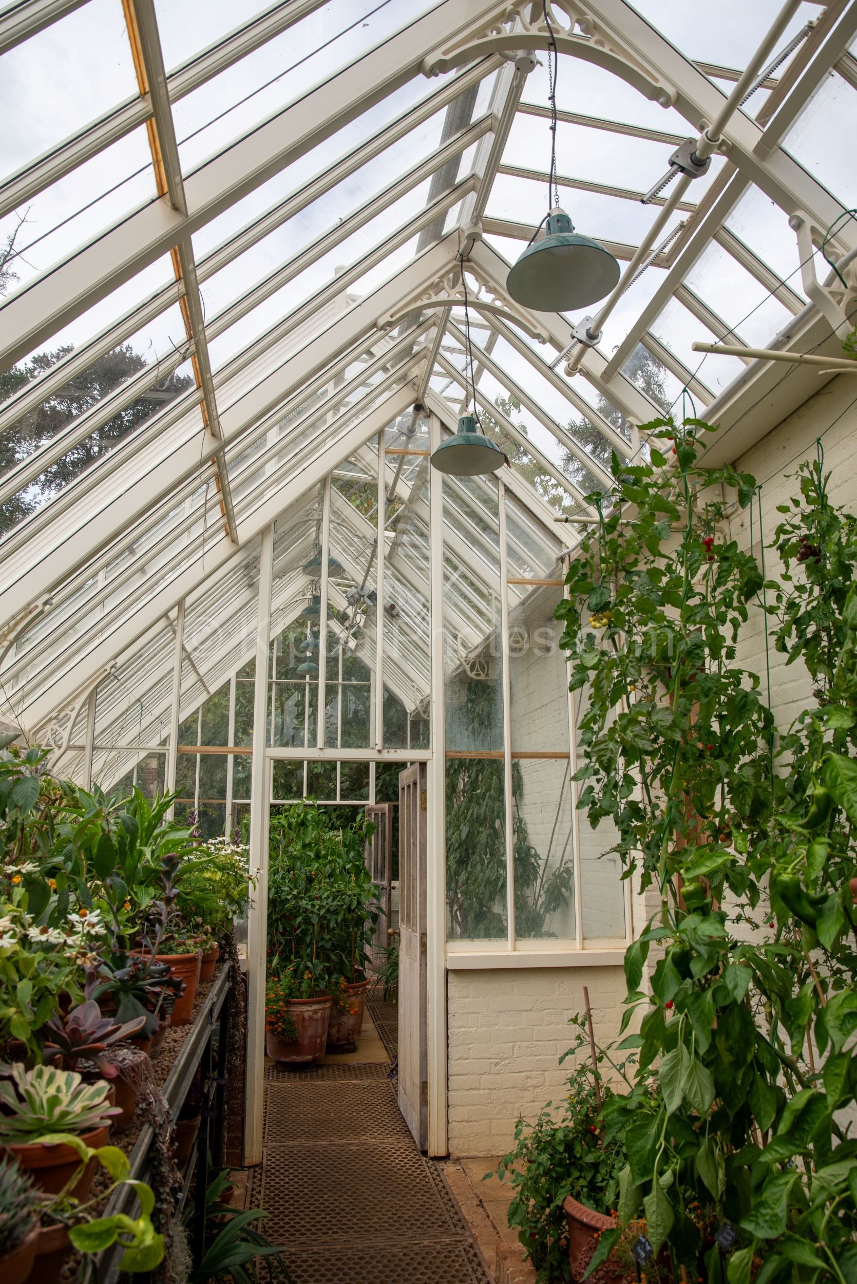 The interior of the Victorian glasshouse at Broughton Grange, Oxfordshire, looking along the full length of the building, with decorative ironwork, pendant lamps, tomato plants and mixed tender perennials visible on both sides. KipcatPhotos.com.

Thi