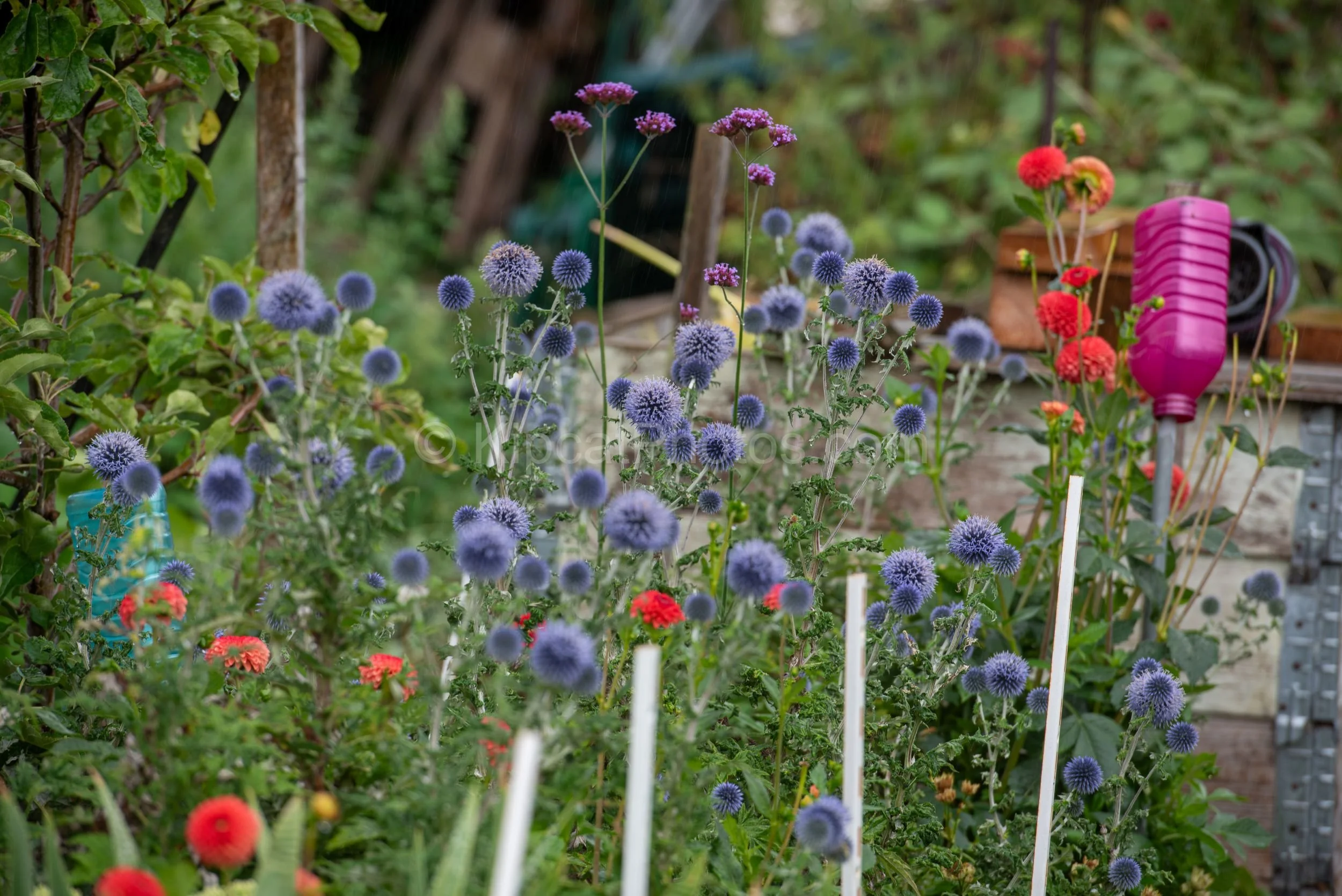A colourful allotment border with silvery-blue globe thistle flowers alongside red dahlias, verbena bonariensis and a bright pink watering can visible in the background. Kipcatphotos.com.

Spiky, steel-blue globe thistles crowd the frame in this rich