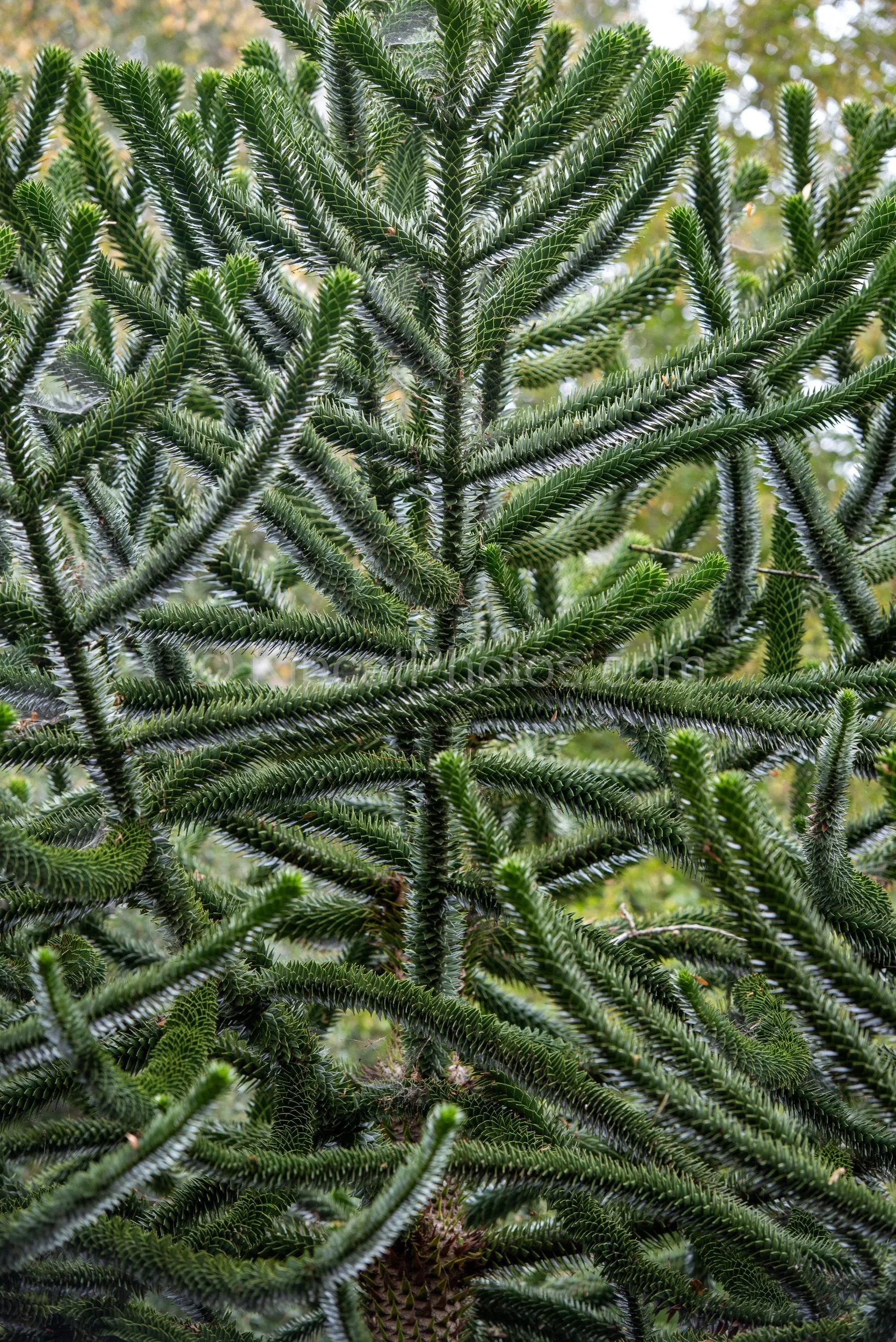 A close-up of the dense, symmetrical branch structure of an Araucaria araucana monkey puzzle tree in the arboretum at Broughton Grange, Oxfordshire, its sharp-leaved branches arranged in precise geometric layers. KipcatPhotos.com.

A striking close-u