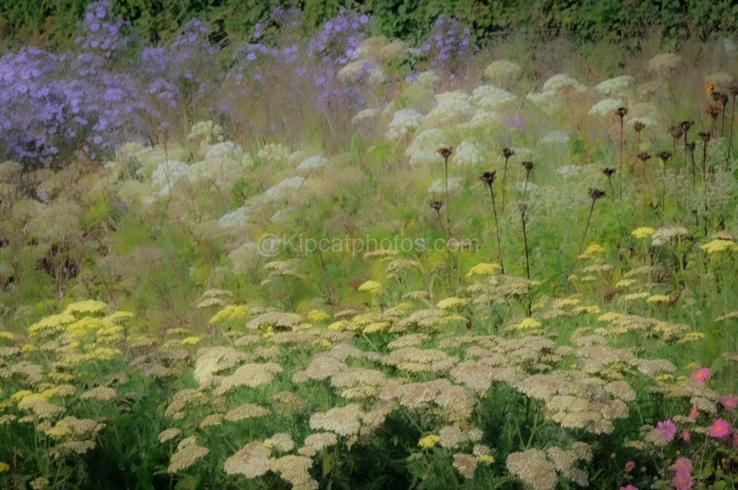 Soft-focus layers of yellow and cream yarrow, white umbels and dark seedheads, with purple asters behind and a few pink cosmos at the edge of the frame.