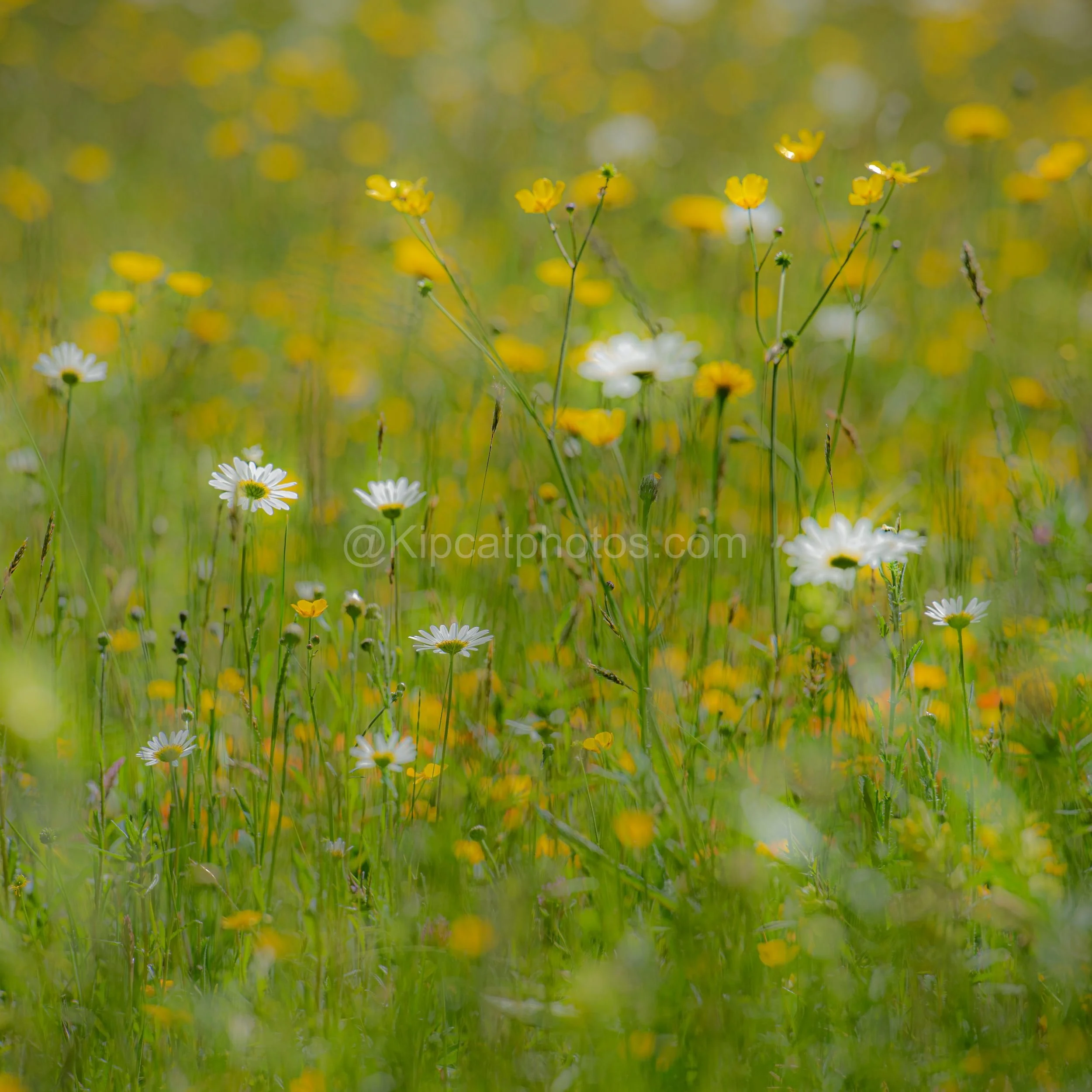 Buttercups and daisies Kipcatphotos.com.jpg