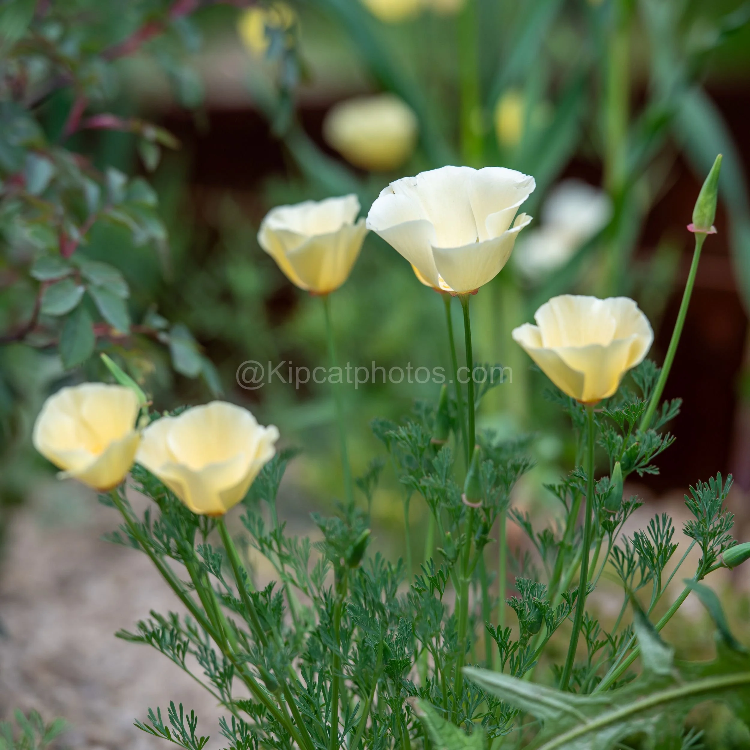 Pale yellow California poppies in flower in the Darren Hawkes garden at RHS Chelsea Flower Show 2026

Delicate pale yellow California poppies (Eschscholzia californica) with feathery foliage, photographed in the Darren Hawkes garden at RHS Chelsea Fl