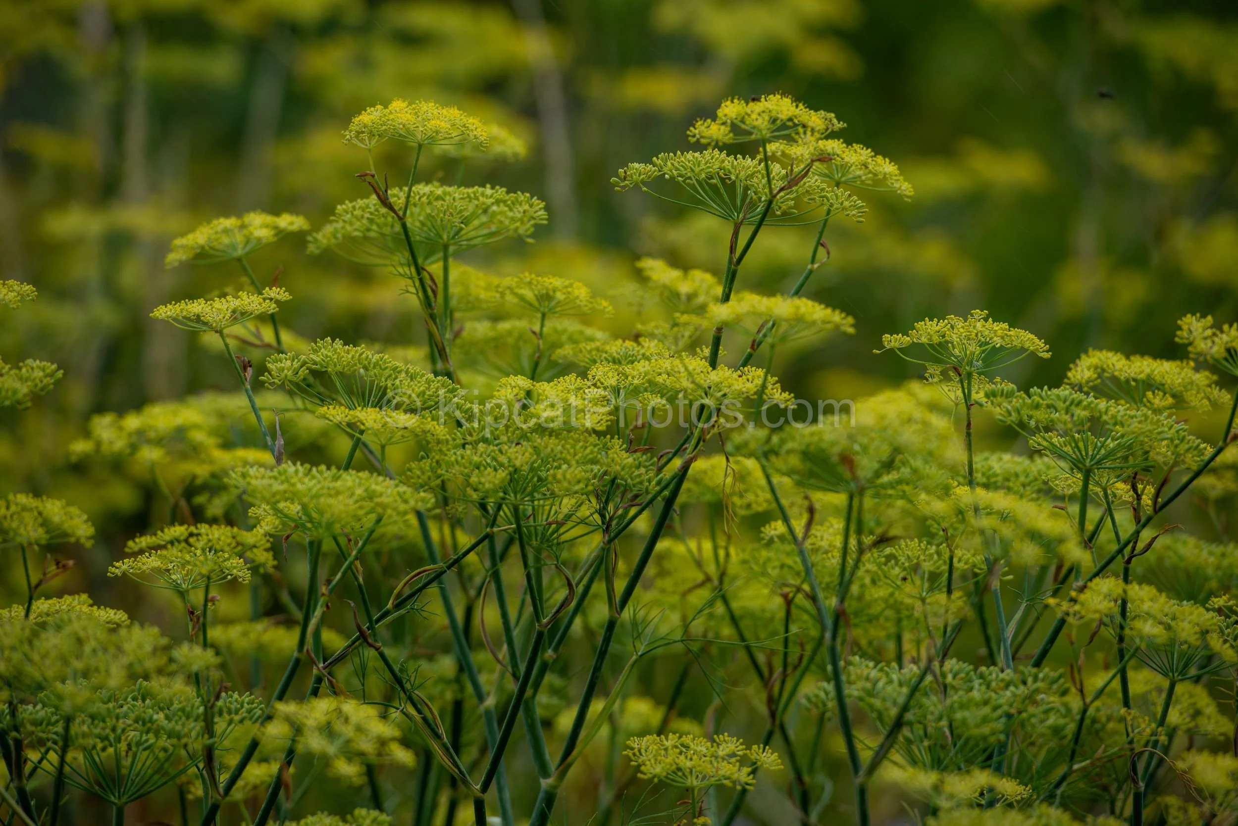 Close-up of tall fennel plants in full flower on an allotment, their delicate lime-green umbel flowerheads fanning out against a soft, blurred green background. Kipcatphotos.com.

A lush midsummer mass of fennel in bloom, its chartreuse umbrella-like