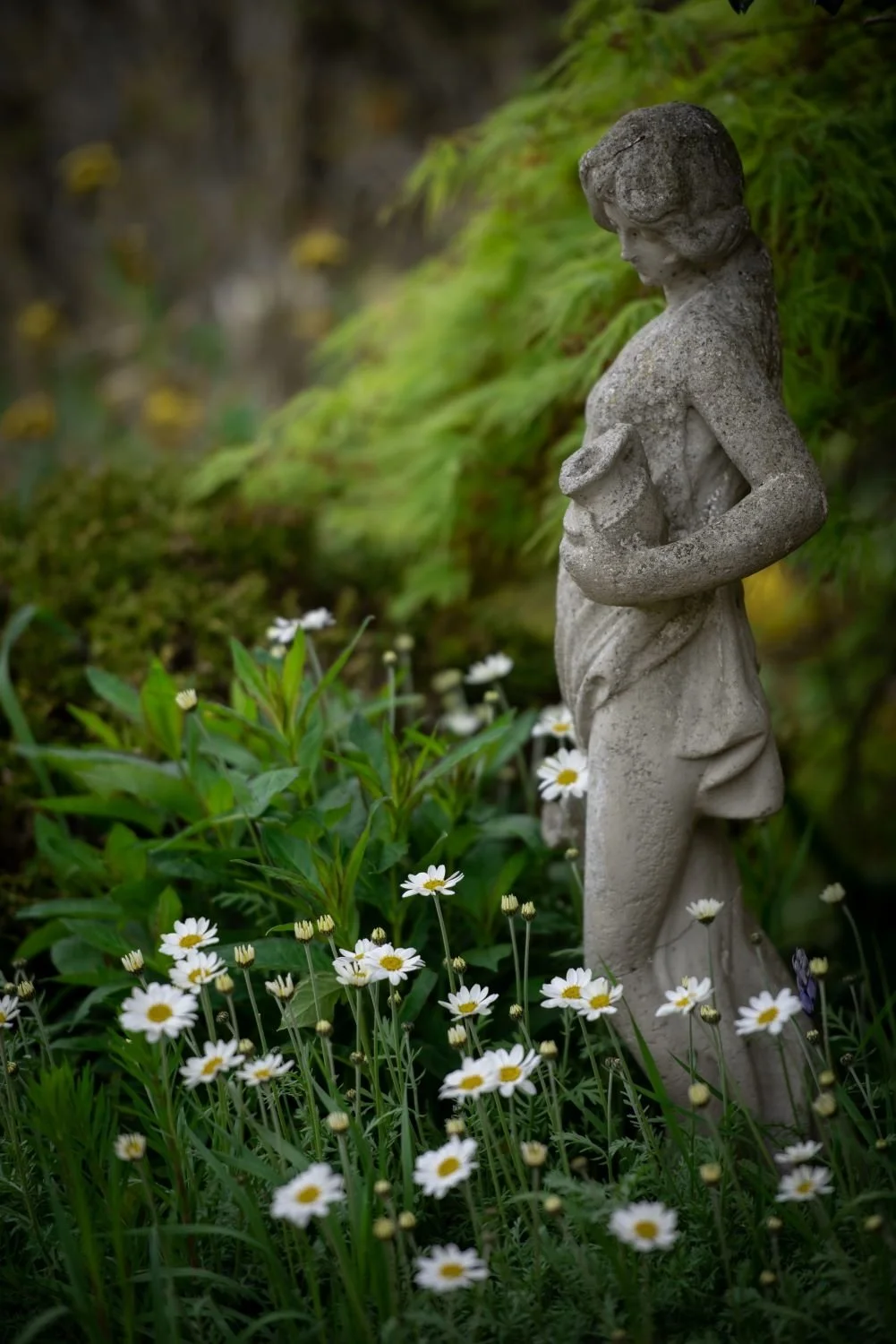 A weathered stone garden statue of a female figure standing among white daisies and green foliage in a Berkshire garden, with a mossy conifer and soft bokeh background. Kipcatphotos.com.

A lichen-kissed stone figure gazes serenely downward, her feet