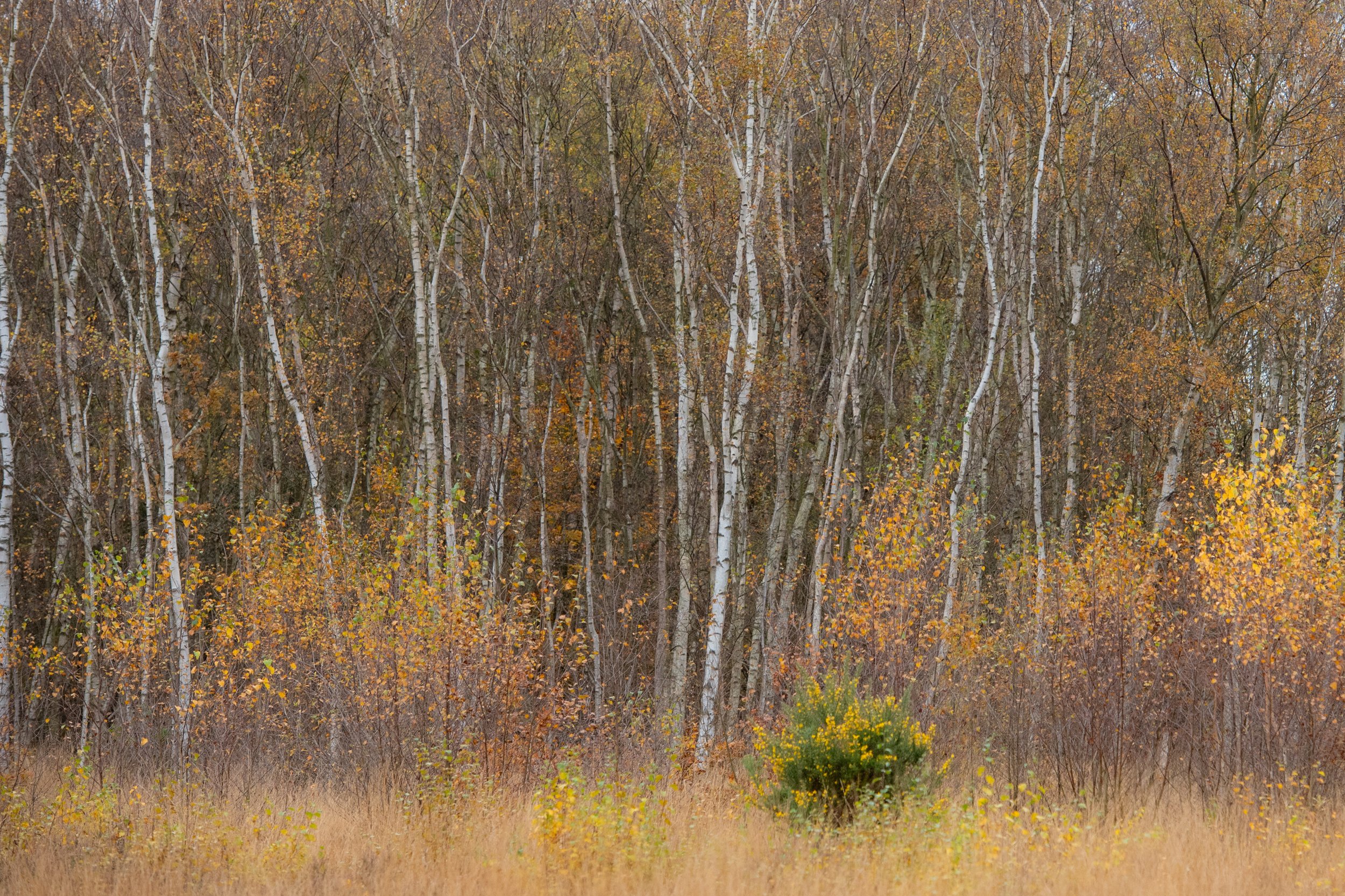 Autumn birch trees A2 £90 + P&P / A3 £50 + P&P / A4 £30 + P&P