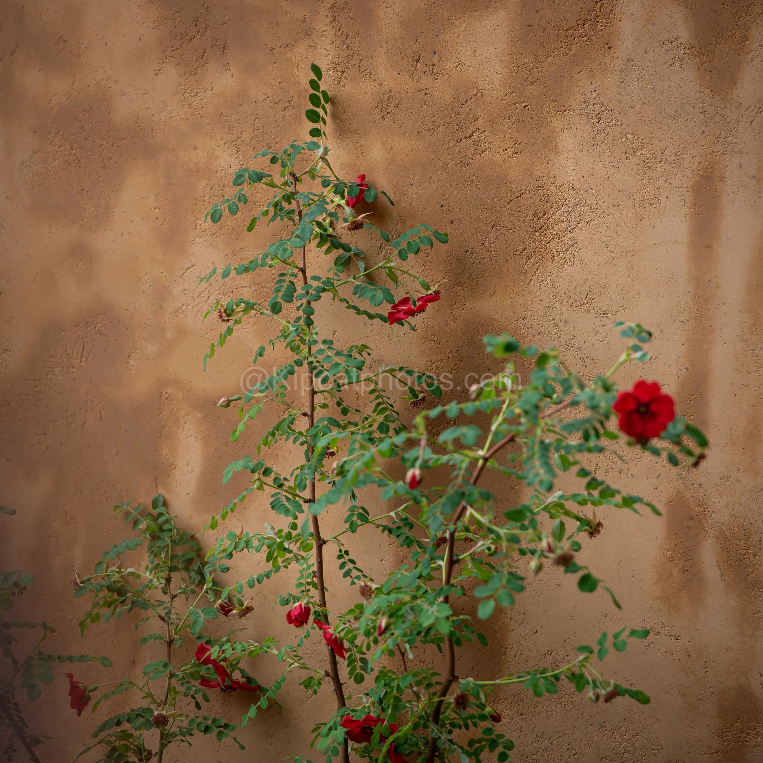 Red climbing roses against an ochre rendered wall in the Darren Hawkes garden at RHS Chelsea Flower Show 2026

Bright red climbing rose blooms trained against a warm ochre-coloured rendered wall, casting soft shadows, in the Darren Hawkes garden at R