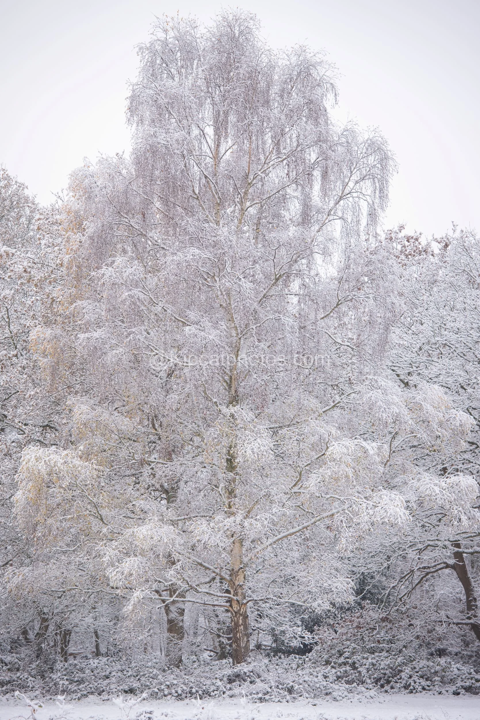 Winter 16 Kipcatphotos.com.jpg