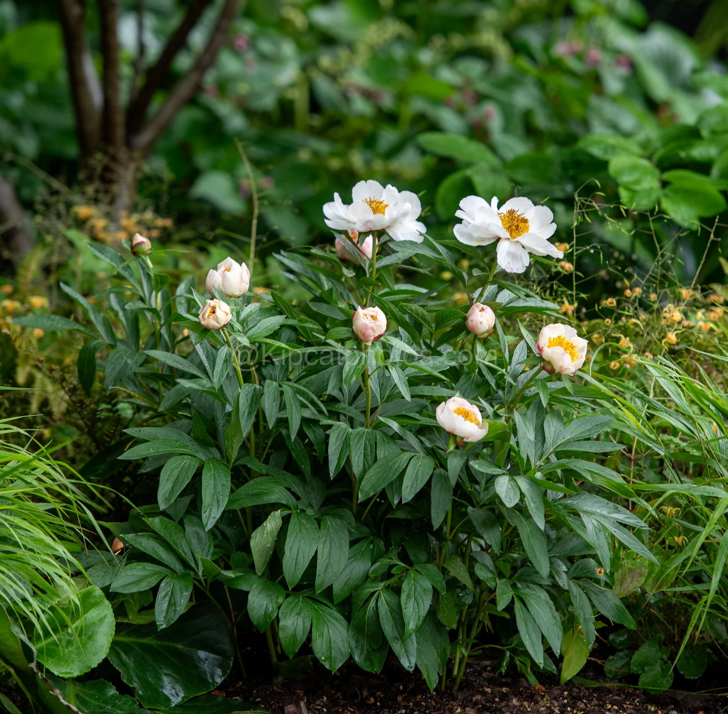 White herbaceous peonies in bloom in the Angus Thompson garden at RHS Chelsea Flower Show 2026

A cluster of white peonies with golden centres, still wet with rain, planted amid lush green foliage in the Angus Thompson show garden at RHS Chelsea Flow