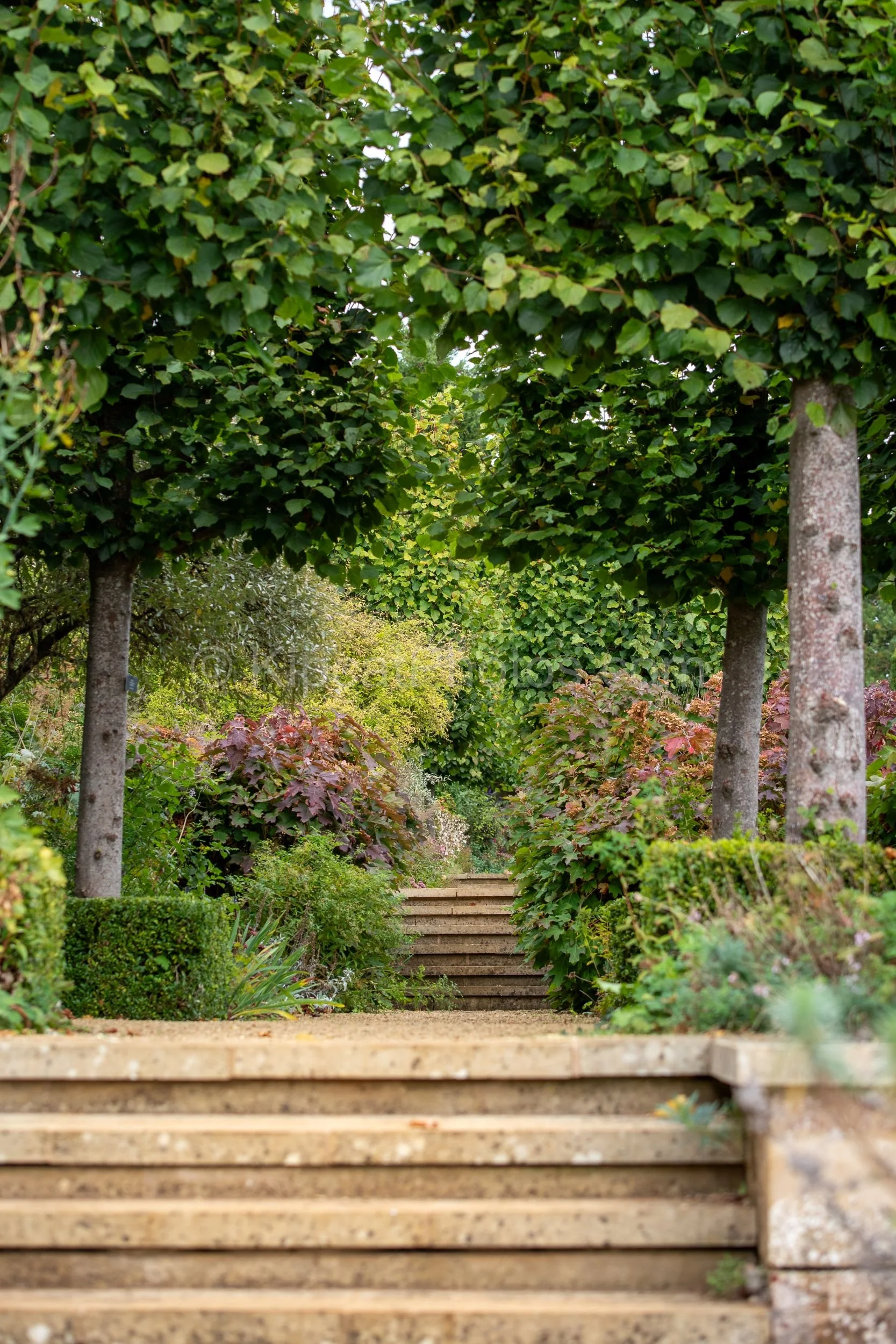 Stone steps rise through the pleached lime walk at Broughton Grange, Oxfordshire, with deep red oak and photinia foliage glowing in the borders on either side under the dense green lime canopy overhead. KipcatPhotos.com.

Ascending the stone steps th
