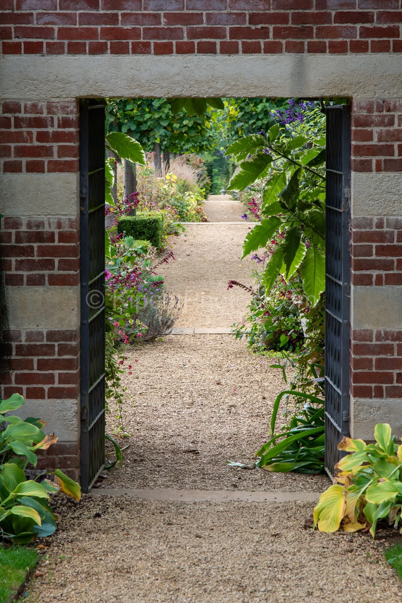 A view through an open iron gate set in a red brick wall at Broughton Grange, Oxfordshire, leading to a gravel path flanked by mixed borders of salvia, lavender and large-leaved plants, with pleached trees visible beyond. KipcatPhotos.com.

The class