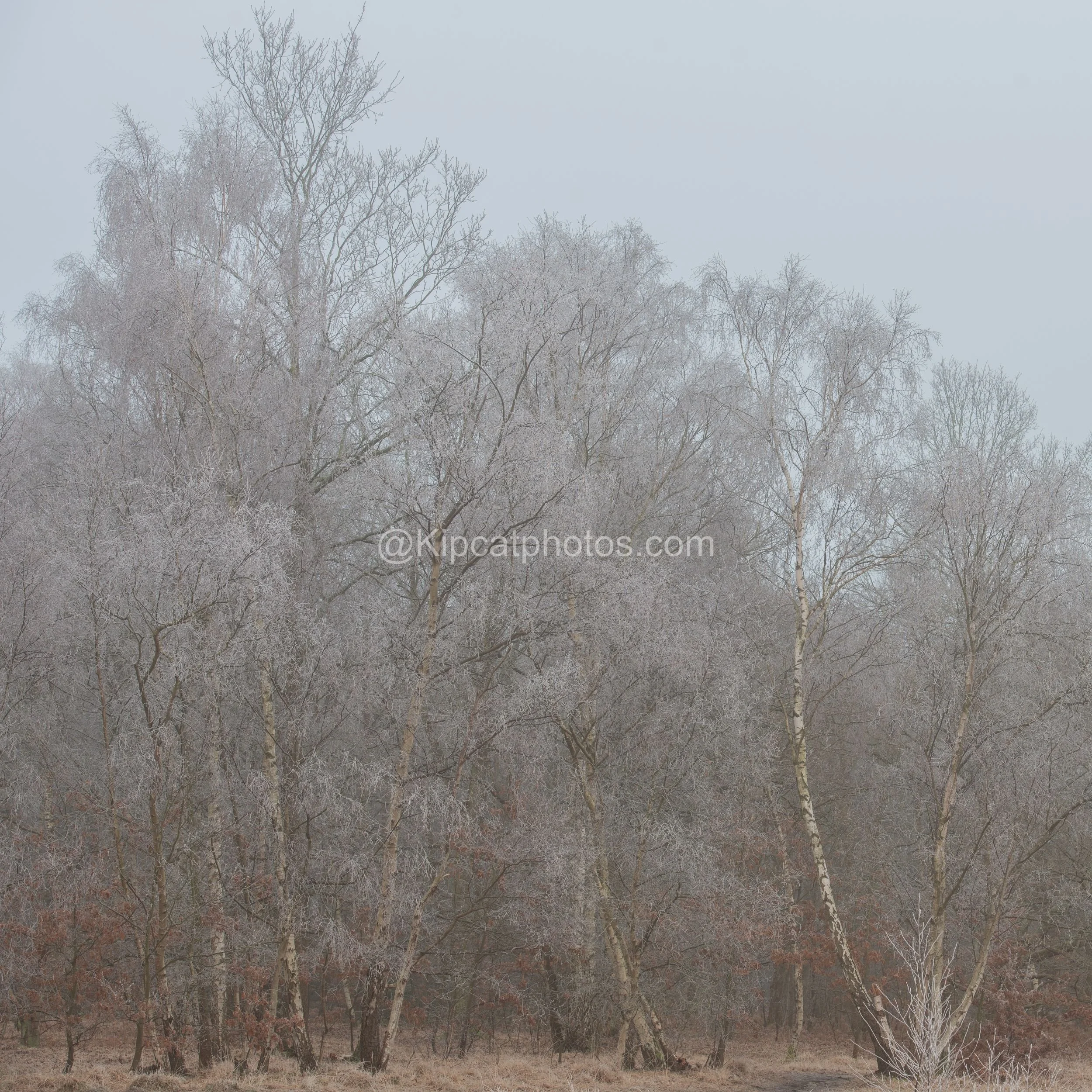 Winter 24 Kipcatphotos.com.jpg