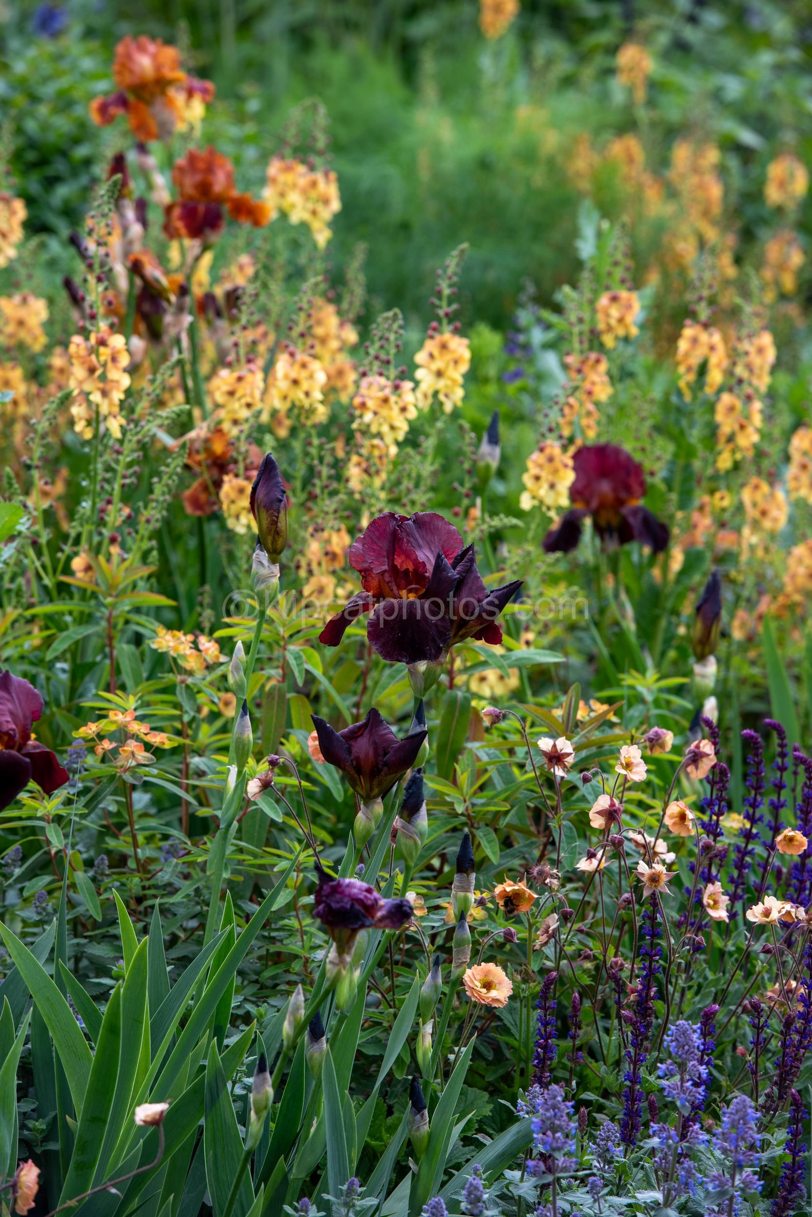 Deep maroon bearded irises with yellow verbascum spikes in the Rob Hardy & Co. garden at RHS Chelsea Flower Show 2026

A richly coloured border in the Rob Hardy & Co. show garden at RHS Chelsea Flower Show 2026, featuring near-black bearded irises, b