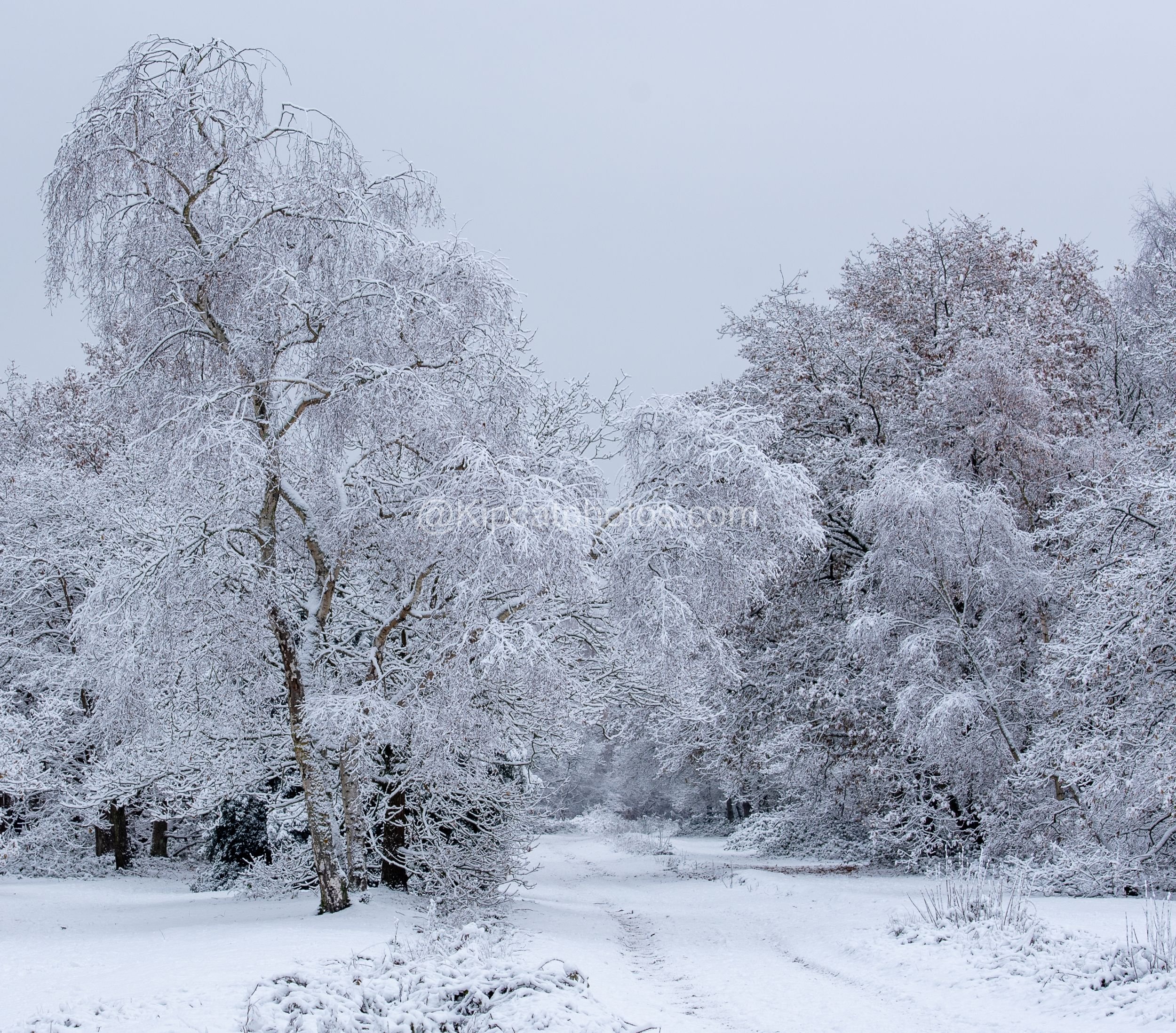 Winter 13 Kipcatphotos.com.jpg