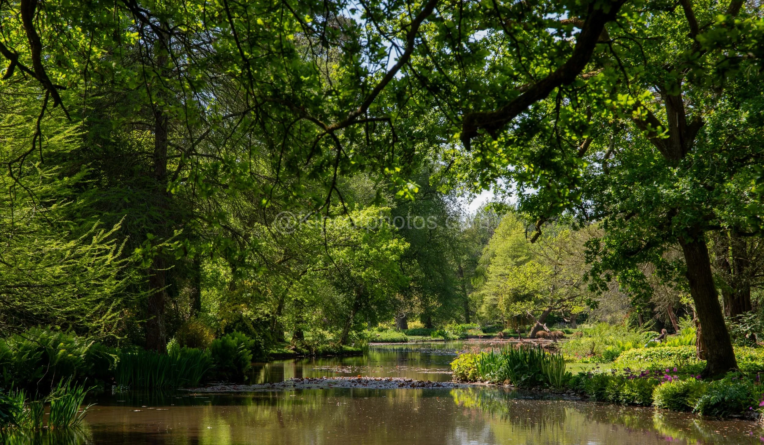 Longstock Water Garden 4 Kipcatphotos.jpg