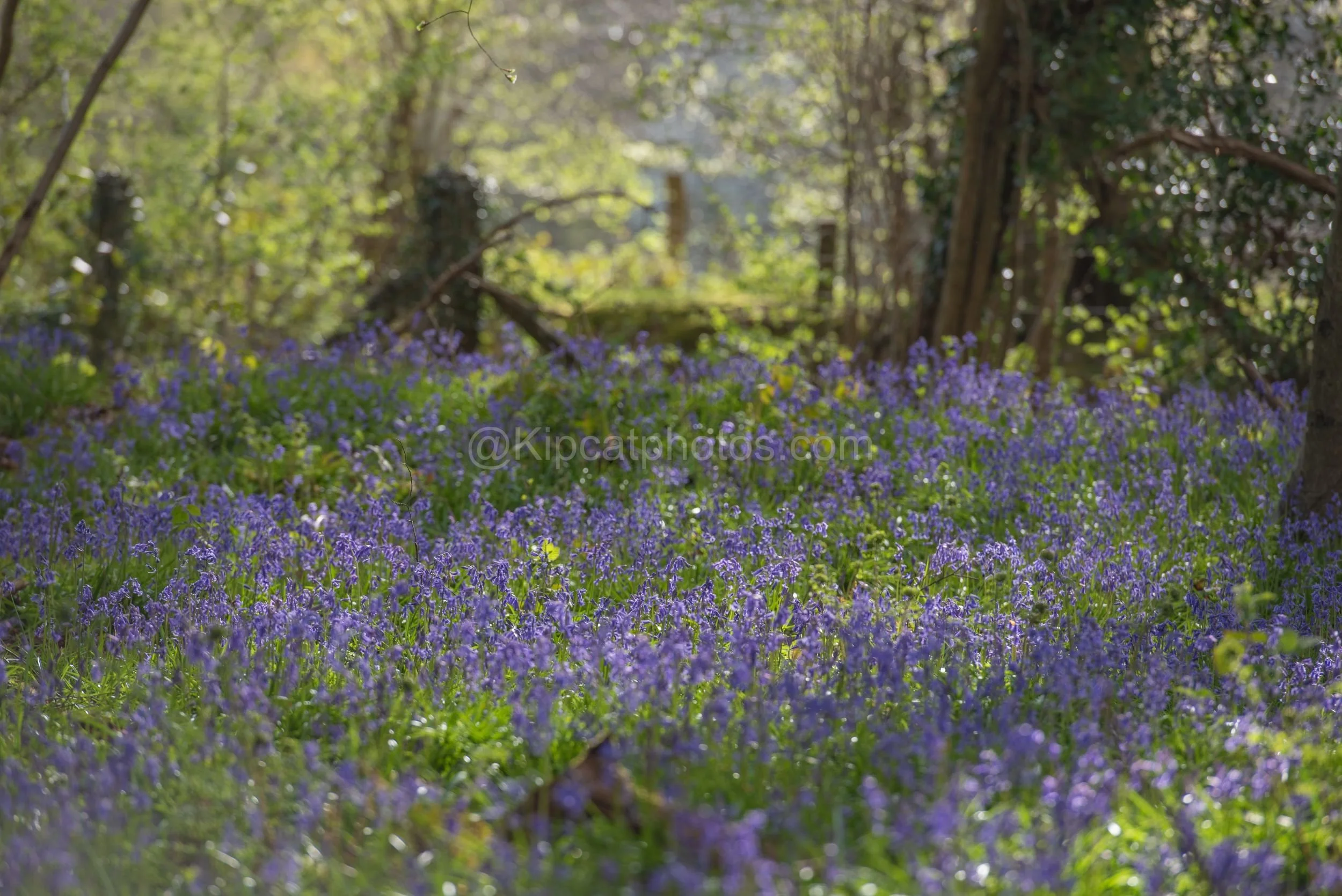 Bluebells woodland edge Kipcatphotos.jpg