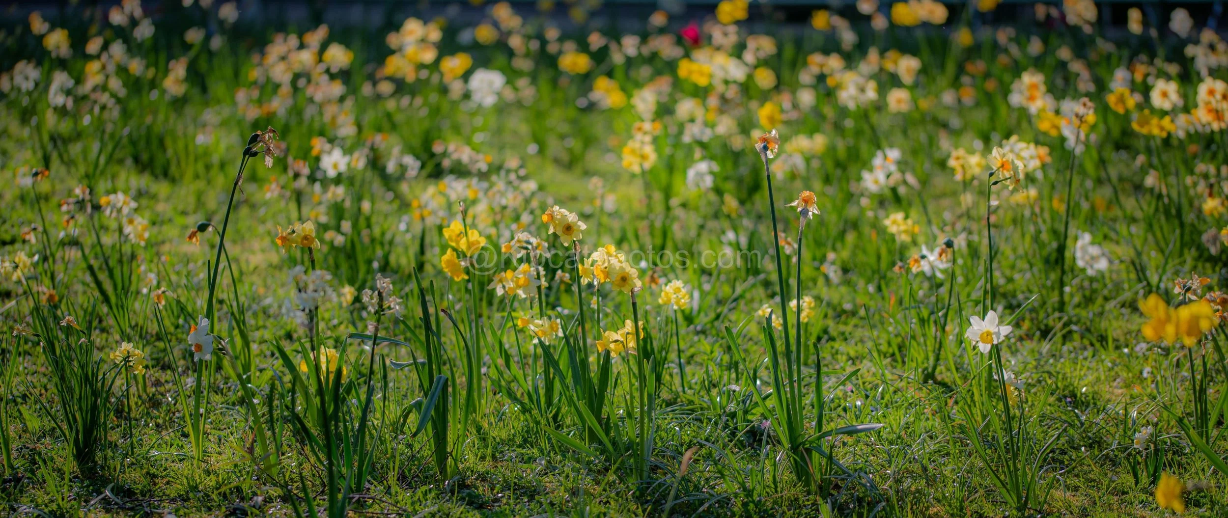 Daffodil field Kipcatphotos.jpg
