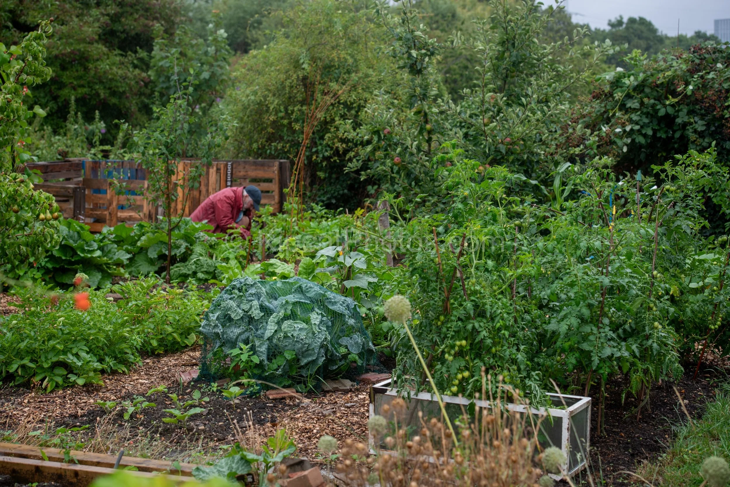 A gardener in a red jacket bends over a lush allotment plot on an overcast day, surrounded by cabbages, tomato plants, compost bays made from pallets, and mature fruit trees. Kipcatphotos.com.

A figure in a red jacket bends quietly to their work ami