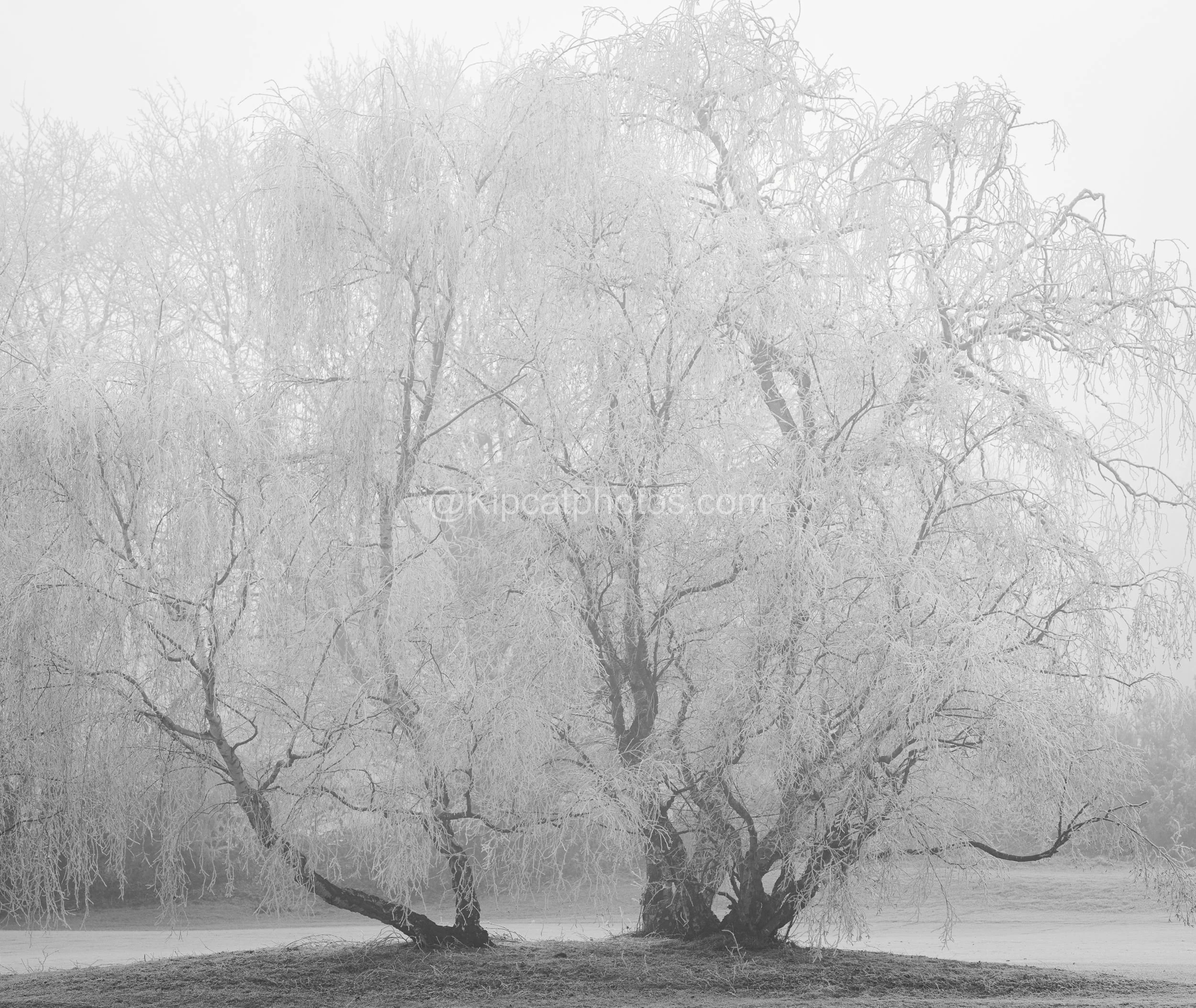 Winter 20 Kipcatphotos.com.jpg