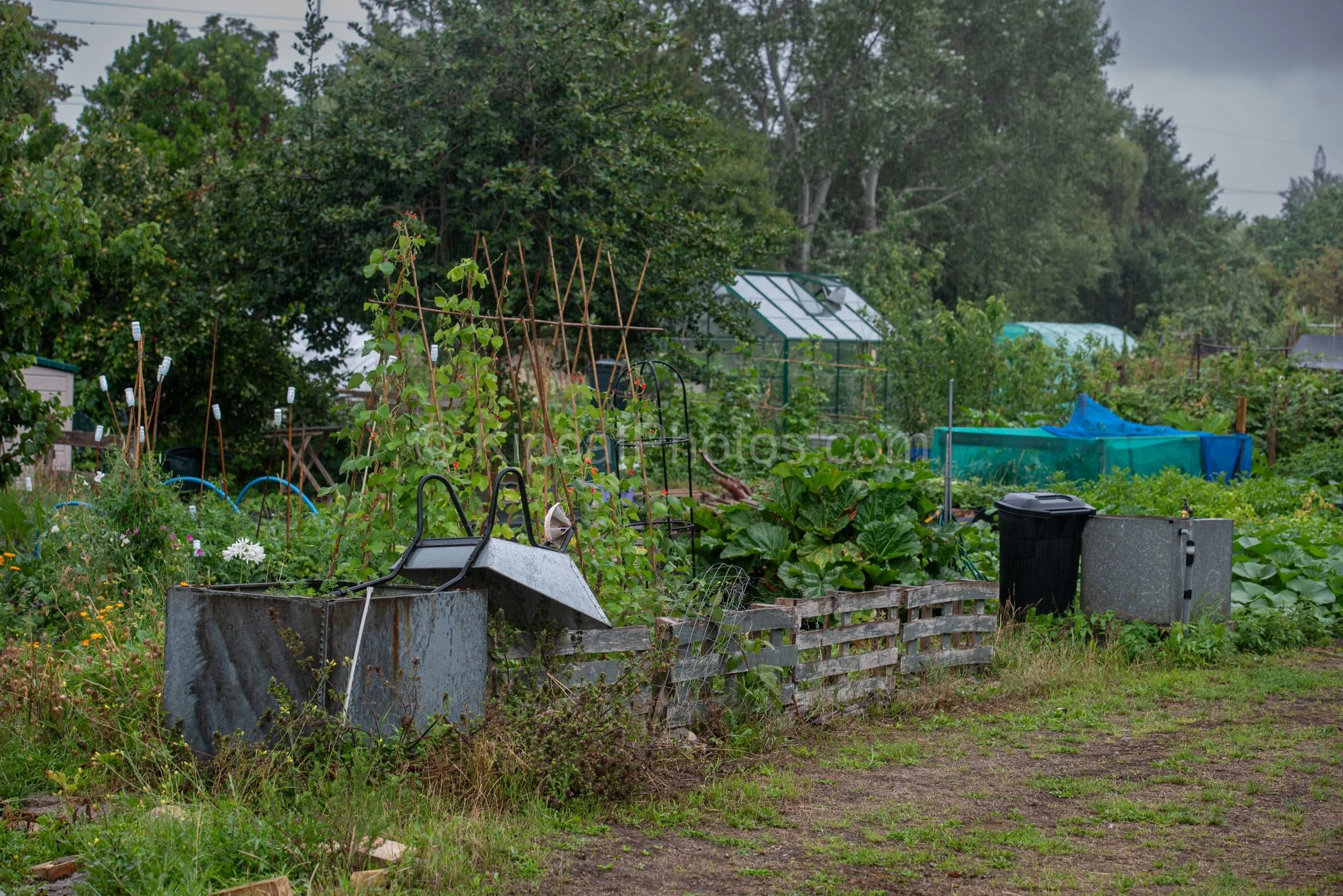 A wide view of a working allotment on an overcast day, showing raised beds, a galvanised water trough, runner bean canes, a glass greenhouse, teal netting, and mature trees in the background. Kipcatphotos.com.

This wide, documentary view of a well-u
