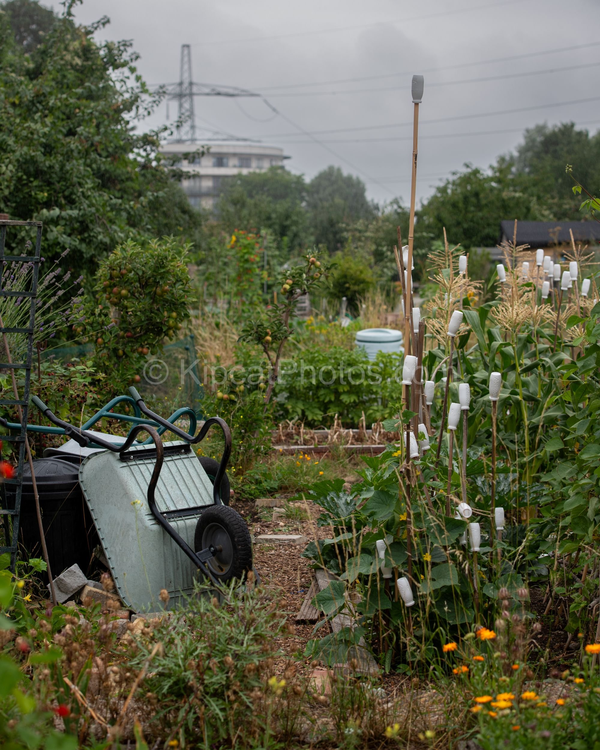A busy urban allotment on an overcast day, with a galvanised wheelbarrow in the foreground, raised beds, marigolds, corn plants with canes topped by white cups, and a pylon and modern building visible in the background. Kipcatphotos.com.

This honest
