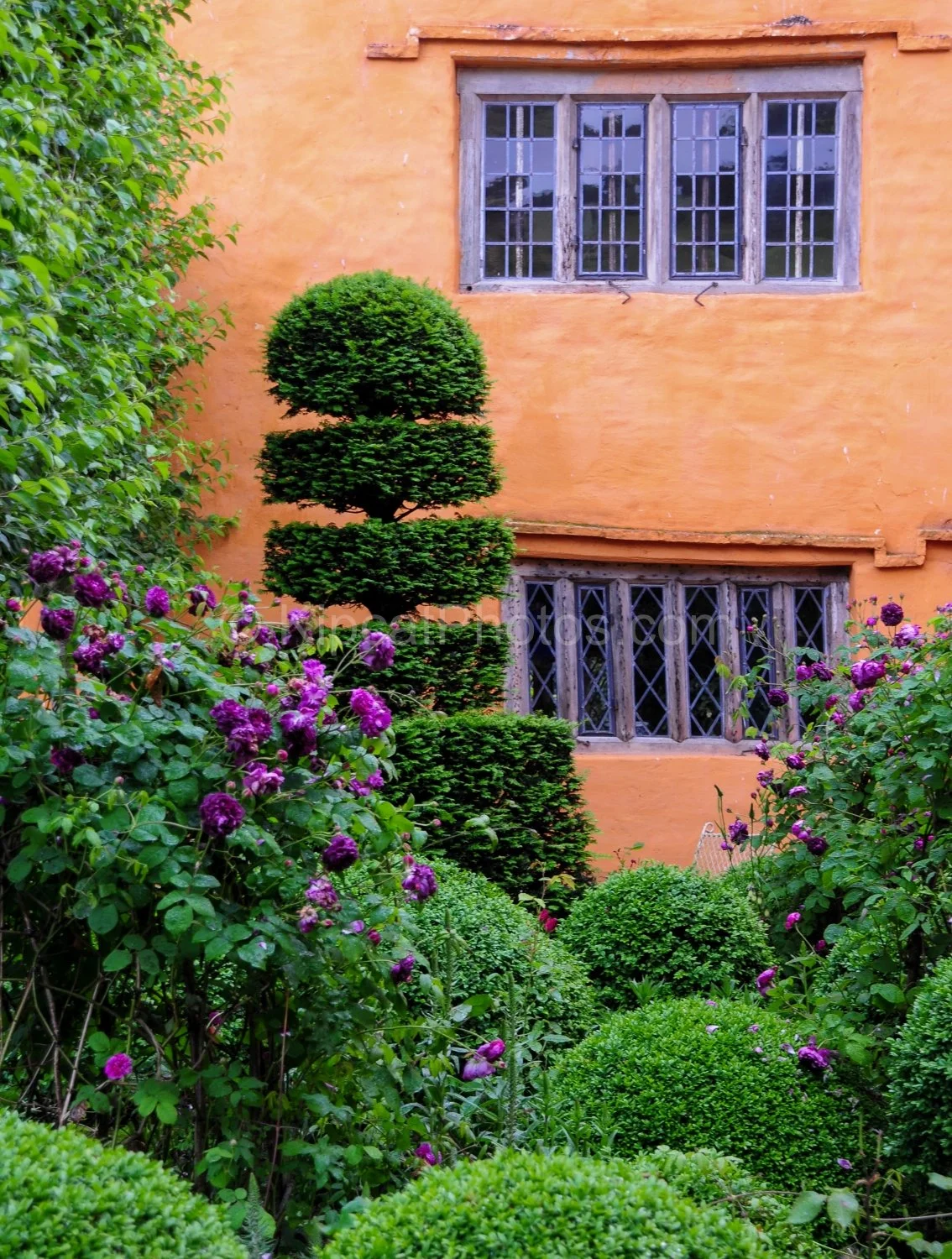 allt-y-bela-purple-roses-topiary-leaded-windows.jpg.jpg