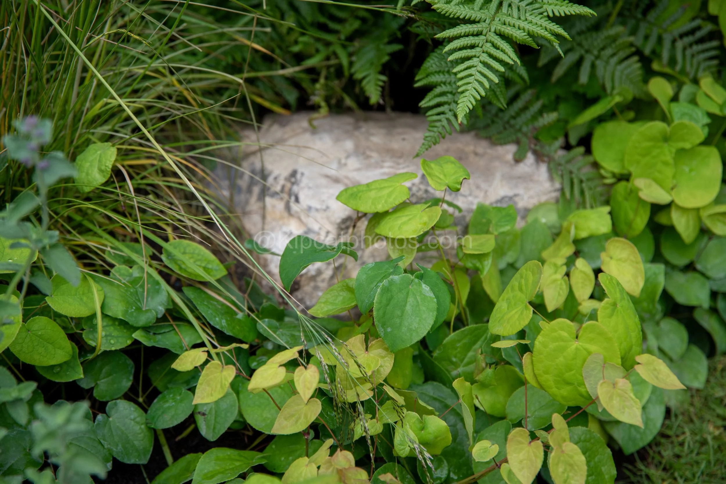 Close-up of heart-shaped green foliage against a pale stone in the Rob Hardy & Co garden at RHS Chelsea Flower Show 2026

A close-up detail of fresh green heart-shaped Epimedium leaves and grasses growing around a pale stone, in the Rob Hardy & Co ga