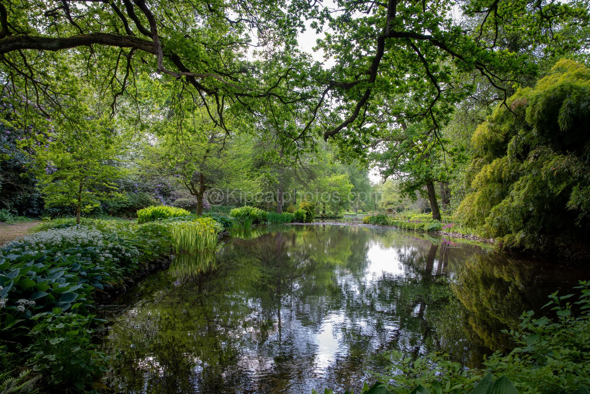 Longstock Water Garden 2 Kipcatphotos.jpg