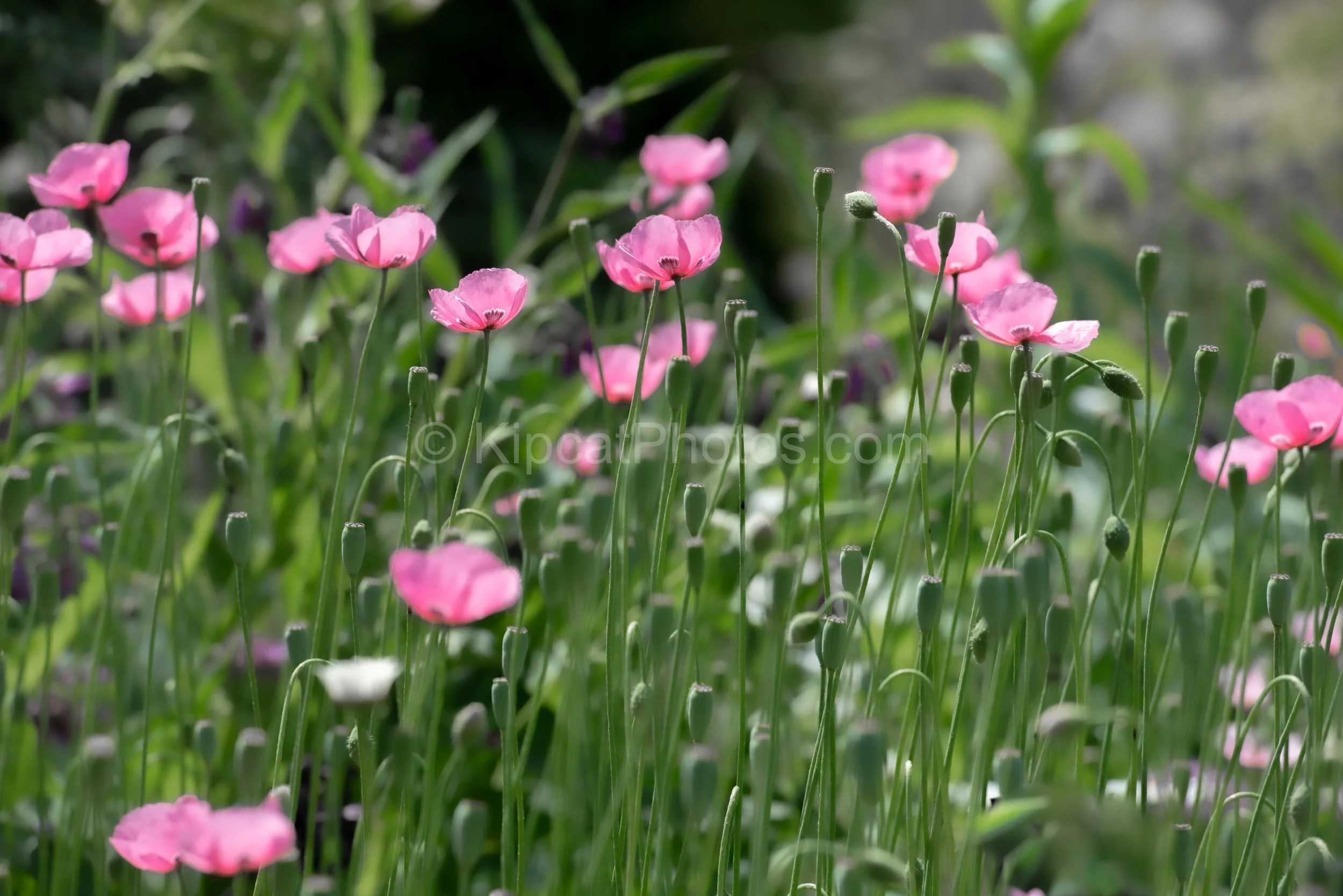 A field of pink poppies sways in a sunny border at Great Dixter. Kipcatphotos.com

Slender stems carry delicate pink poppy blooms and seed pods above a green backdrop, capturing the airy, self-seeded look favoured in Great Dixter's borders. Kipcatpho