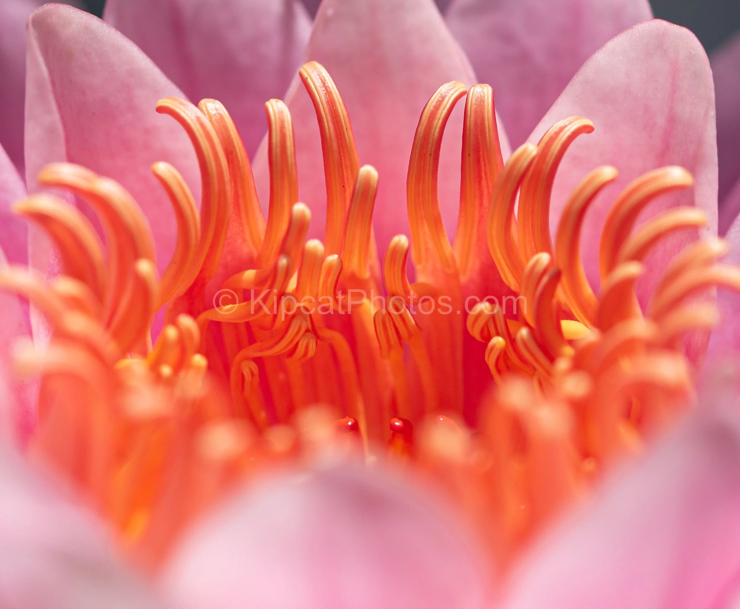 Macro close-up of curling orange stamens inside a pink water lily at Great Dixter. Kipcatphotos.com

An intimate macro image reveals the curling orange stamens and stigma at the heart of a pink water lily, its petals dissolving into soft focus around