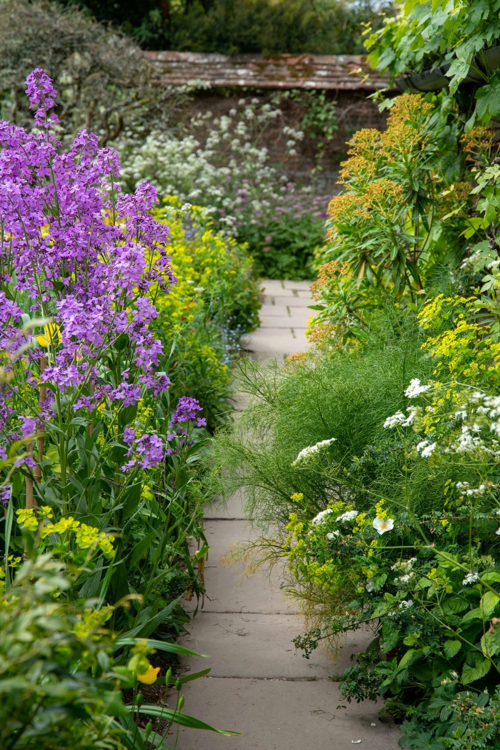 A stone path winds between borders of purple wallflowers, yellow spurge and feathery bronze fennel in the Great Dixter garden. Kipcatphotos.com

A narrow stone path leads the eye through one of Great Dixter's exuberant mixed borders, where spikes of 
