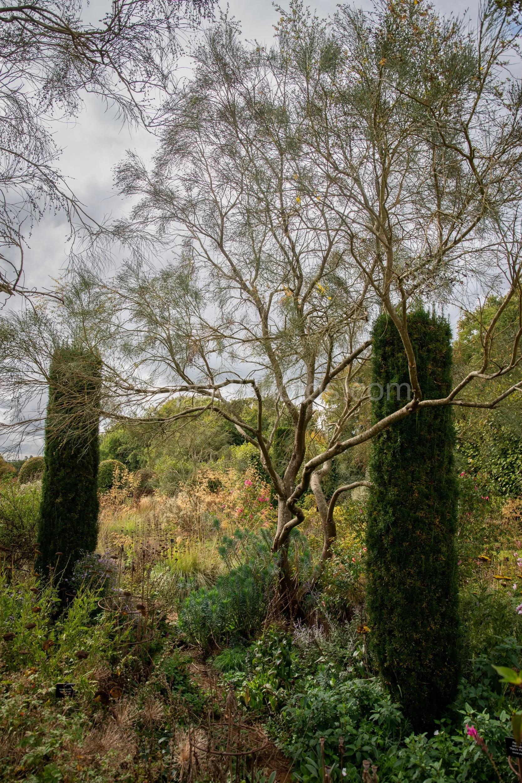 A bare-branched multi-stem tree is framed by columnar yew topiary at Broughton Grange, Oxfordshire, with naturalistic late-season perennial borders of pink roses, grasses and seedheads surrounding it in warm autumn colour. KipcatPhotos.com.

A bare-b