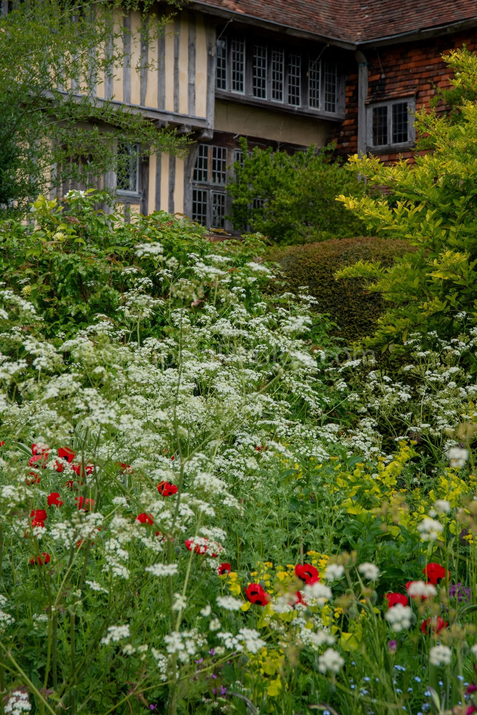 Leaded windows and timber framing of Great Dixter's historic house rise behind cow parsley and red poppies. Kipcatphotos.com

The pale timber framing and diamond-leaded windows of Great Dixter's manor house are framed by a foreground of cow parsley, 