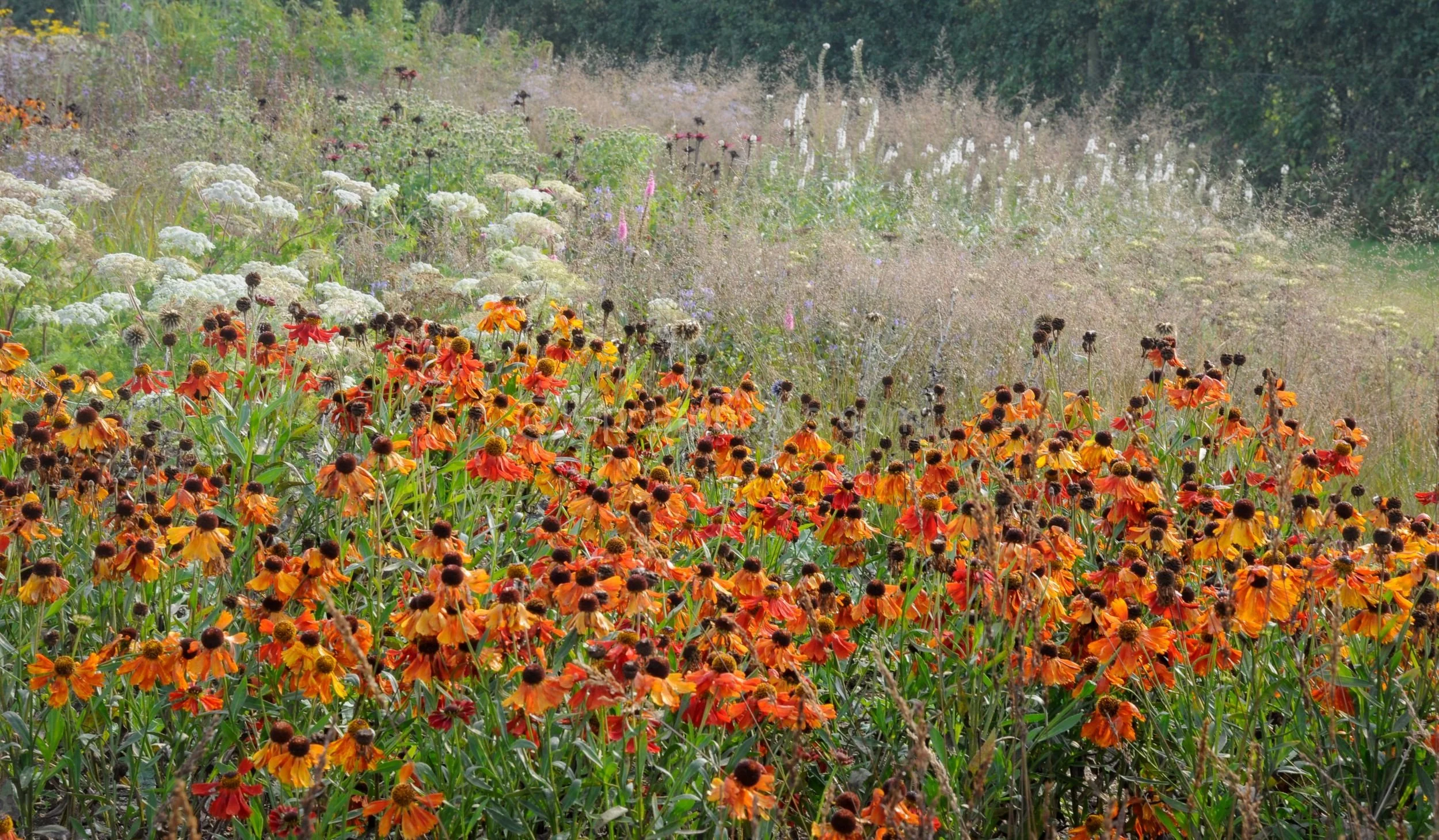 A sweep of orange and red helenium in the foreground of a wide garden border, with cream umbels, white flower spikes and feathery grasses beyond.